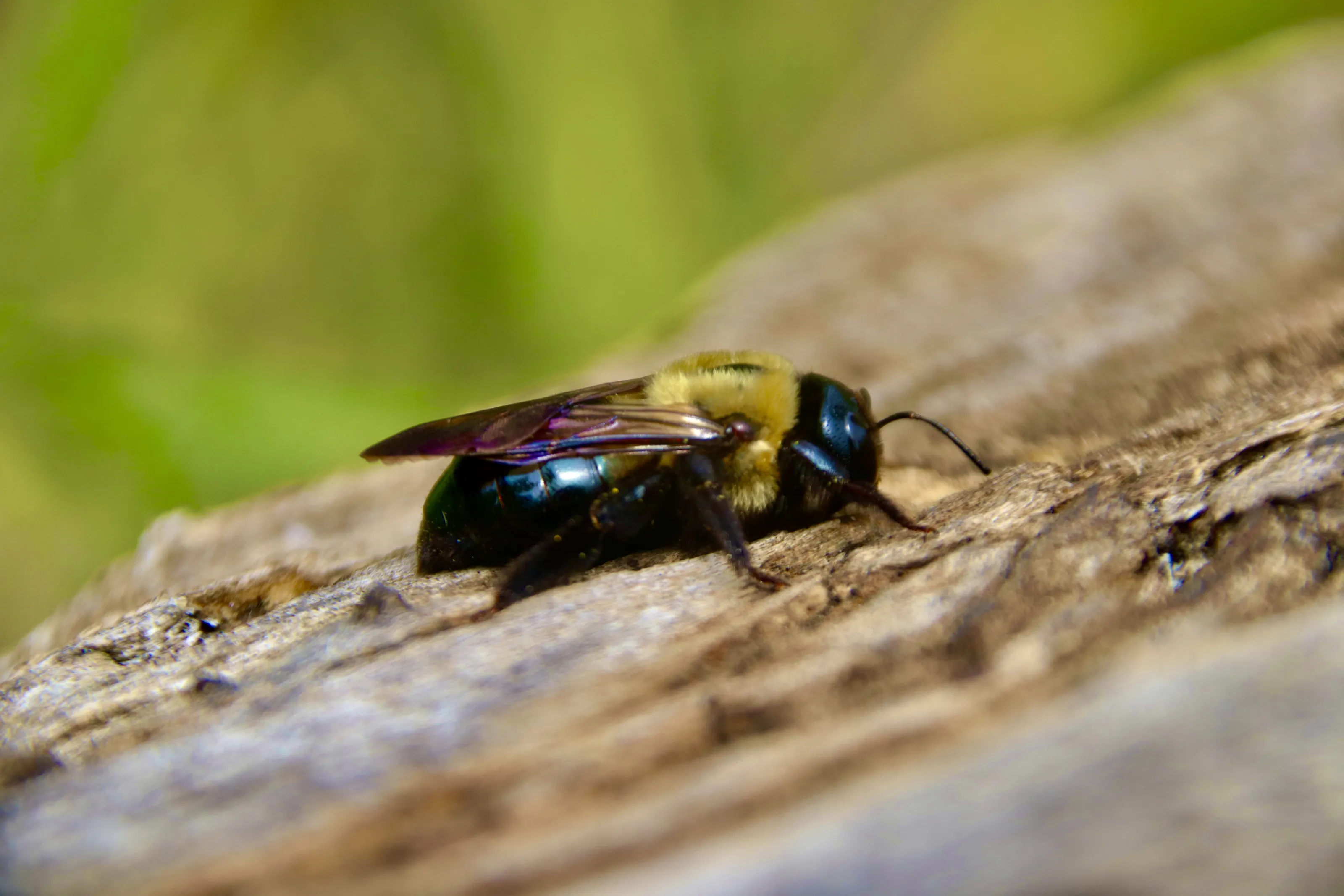 Bee!