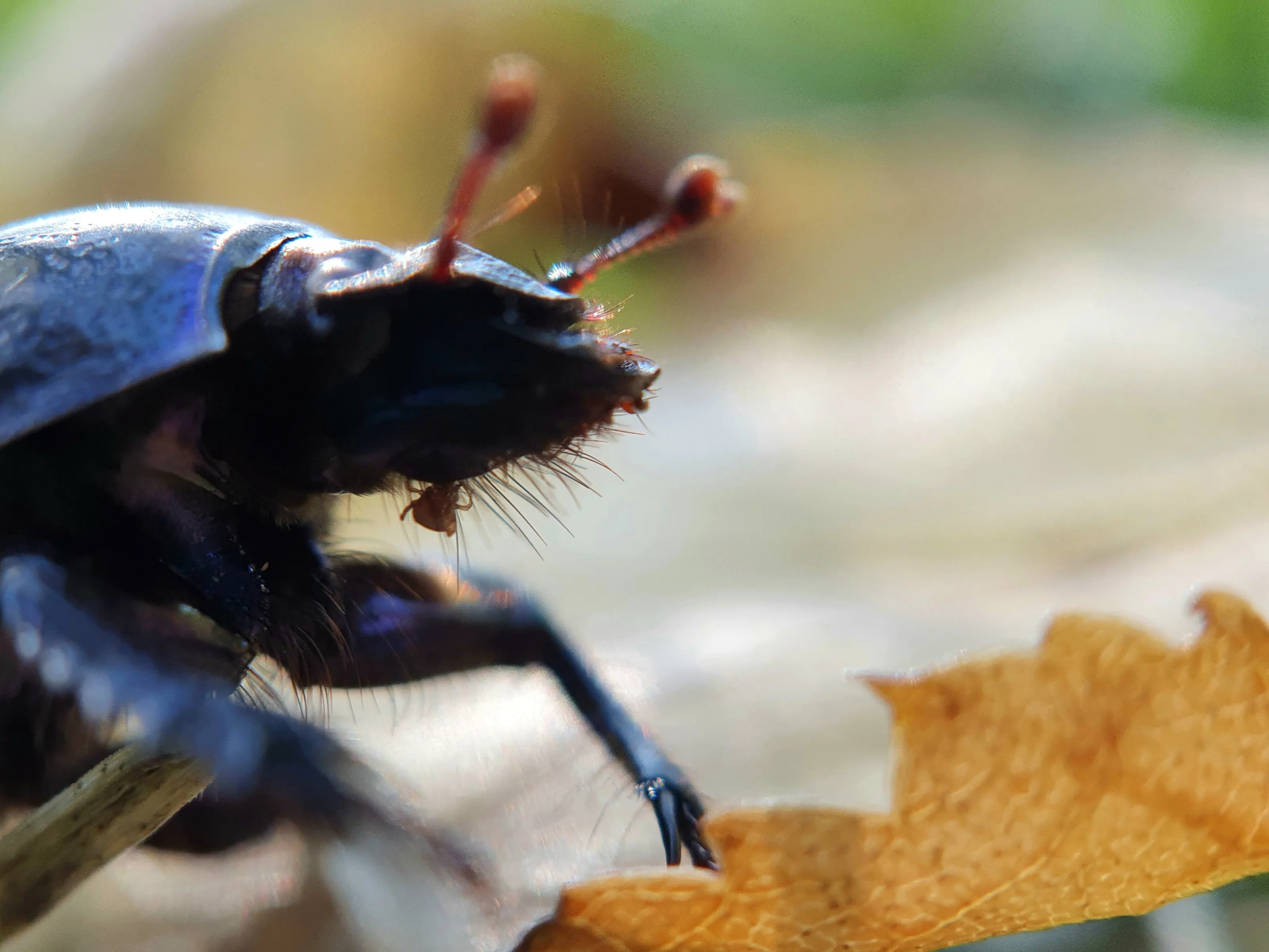 Tick feeding on forest beetle