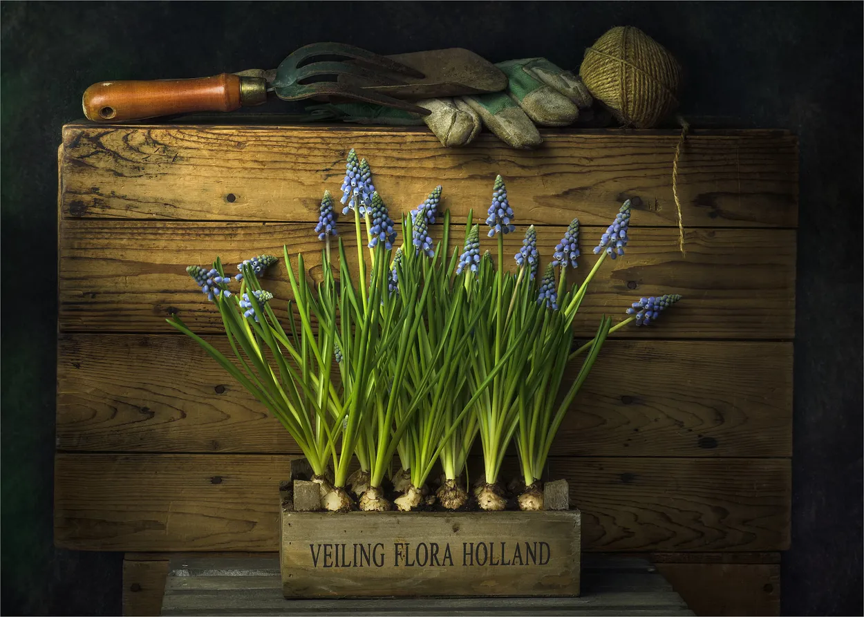 Holland Flora (Muscari Flowers)