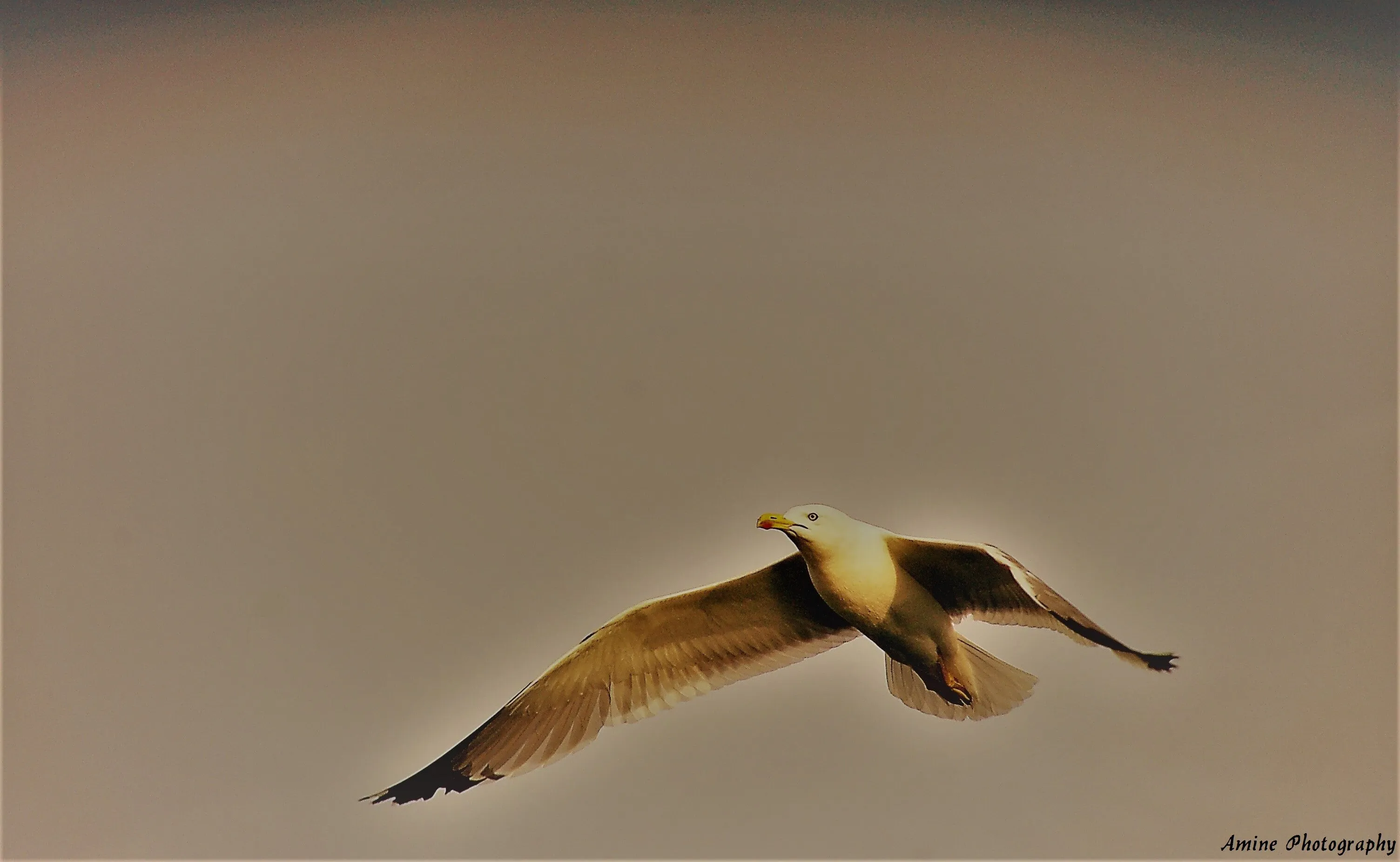 FlyinG_AwaY