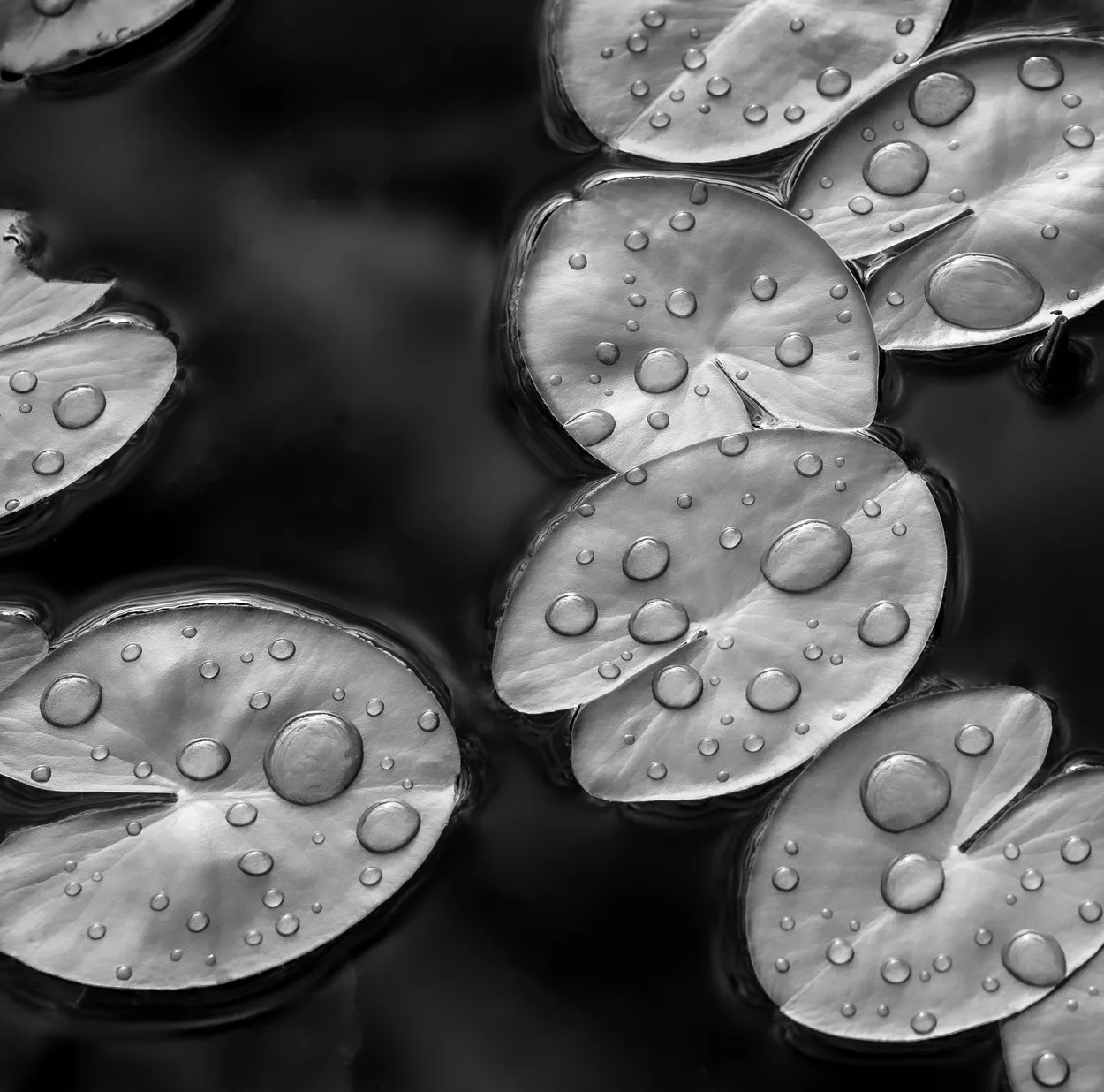 Floating leaves with water droplets