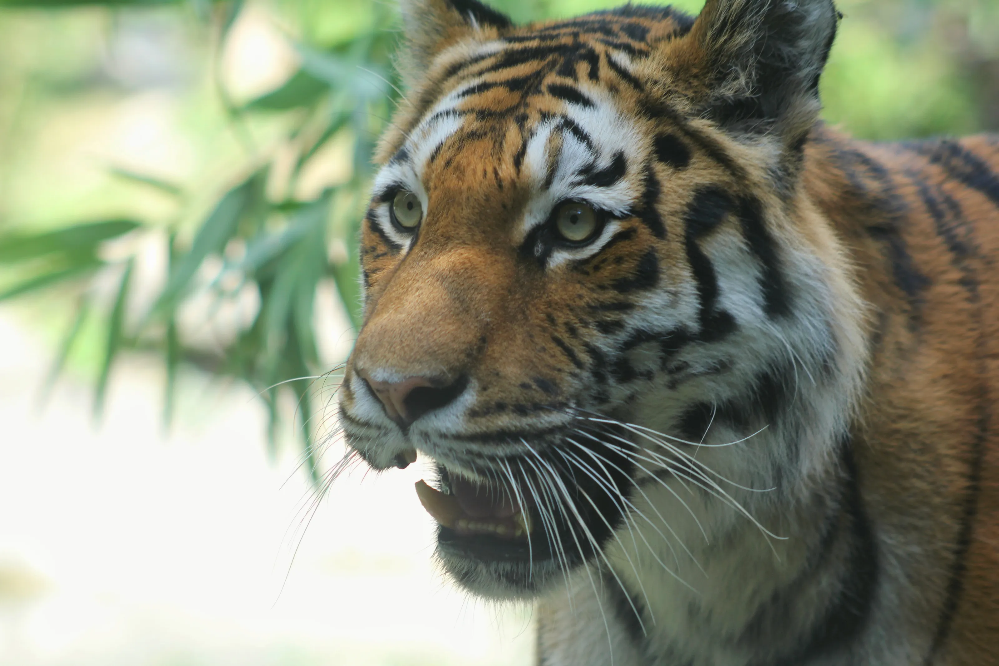 Tigre zoo