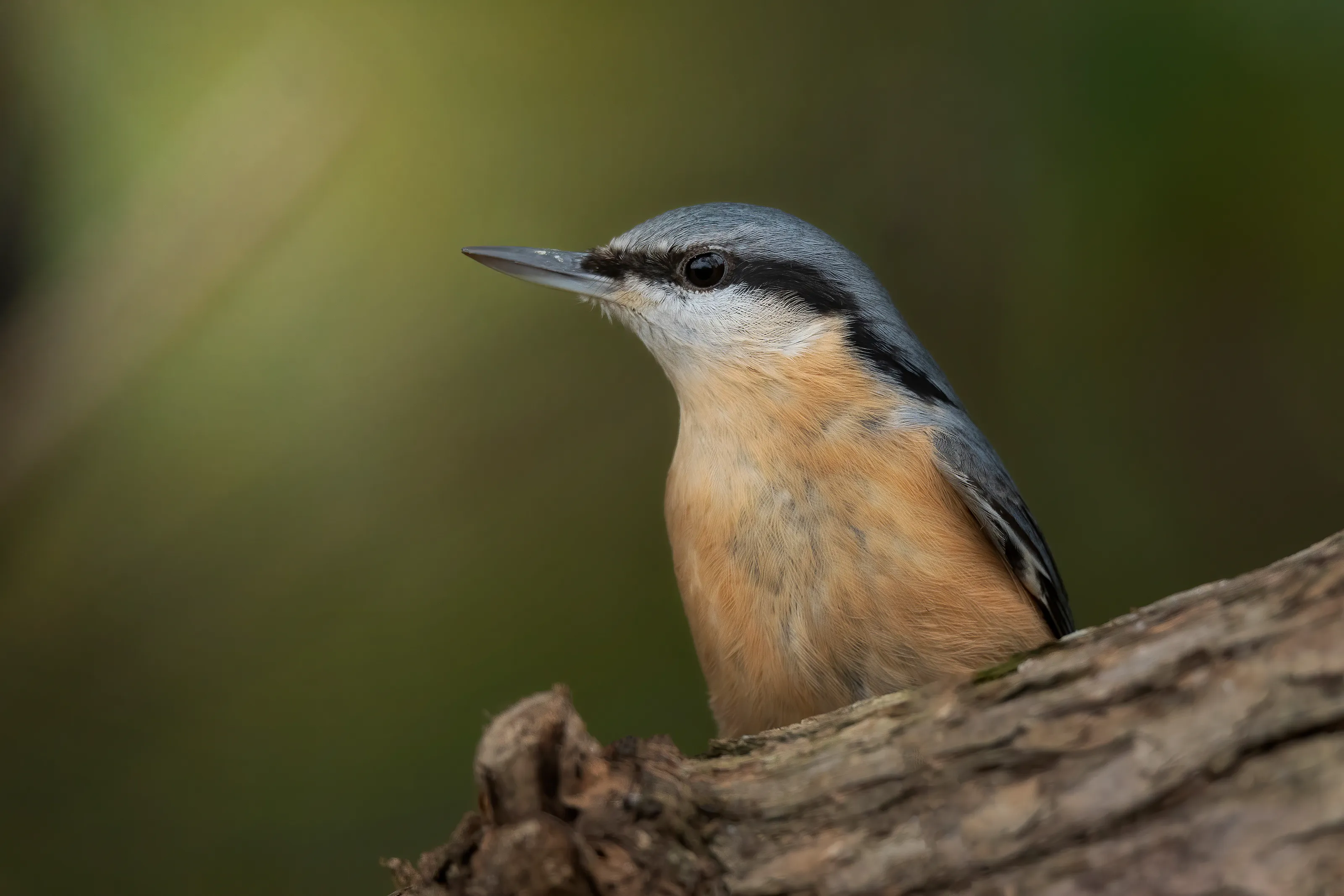 The Nuthatch