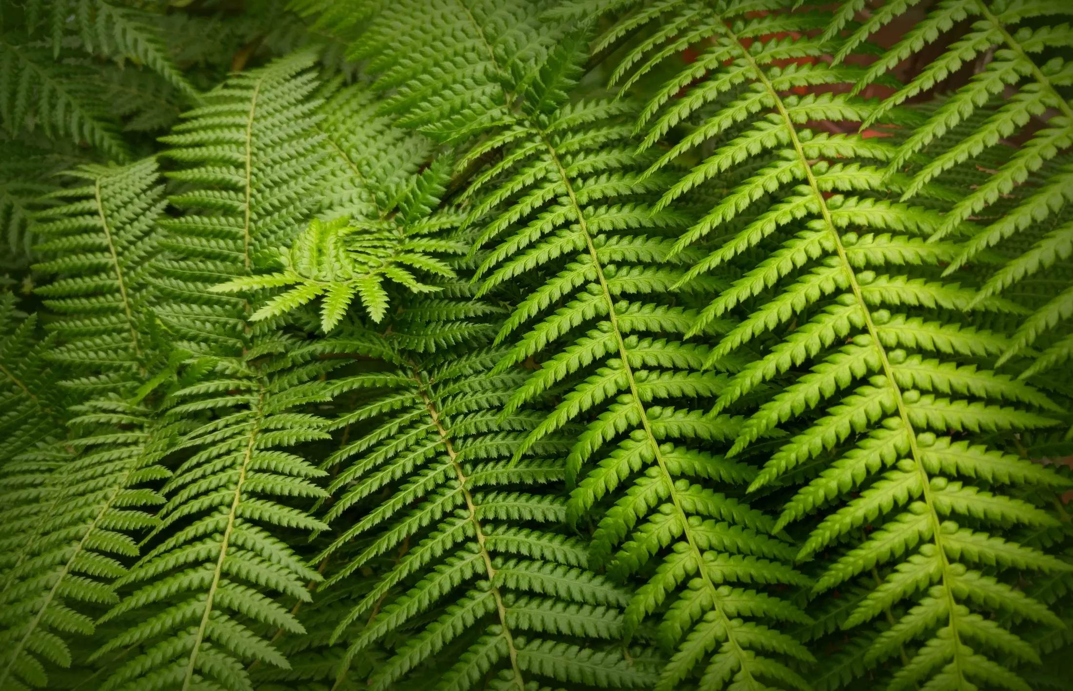 Fern Patterns