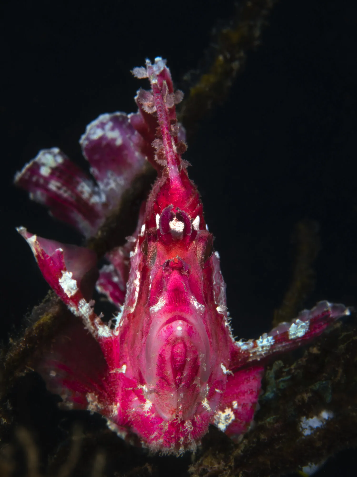 Leaf fish close up