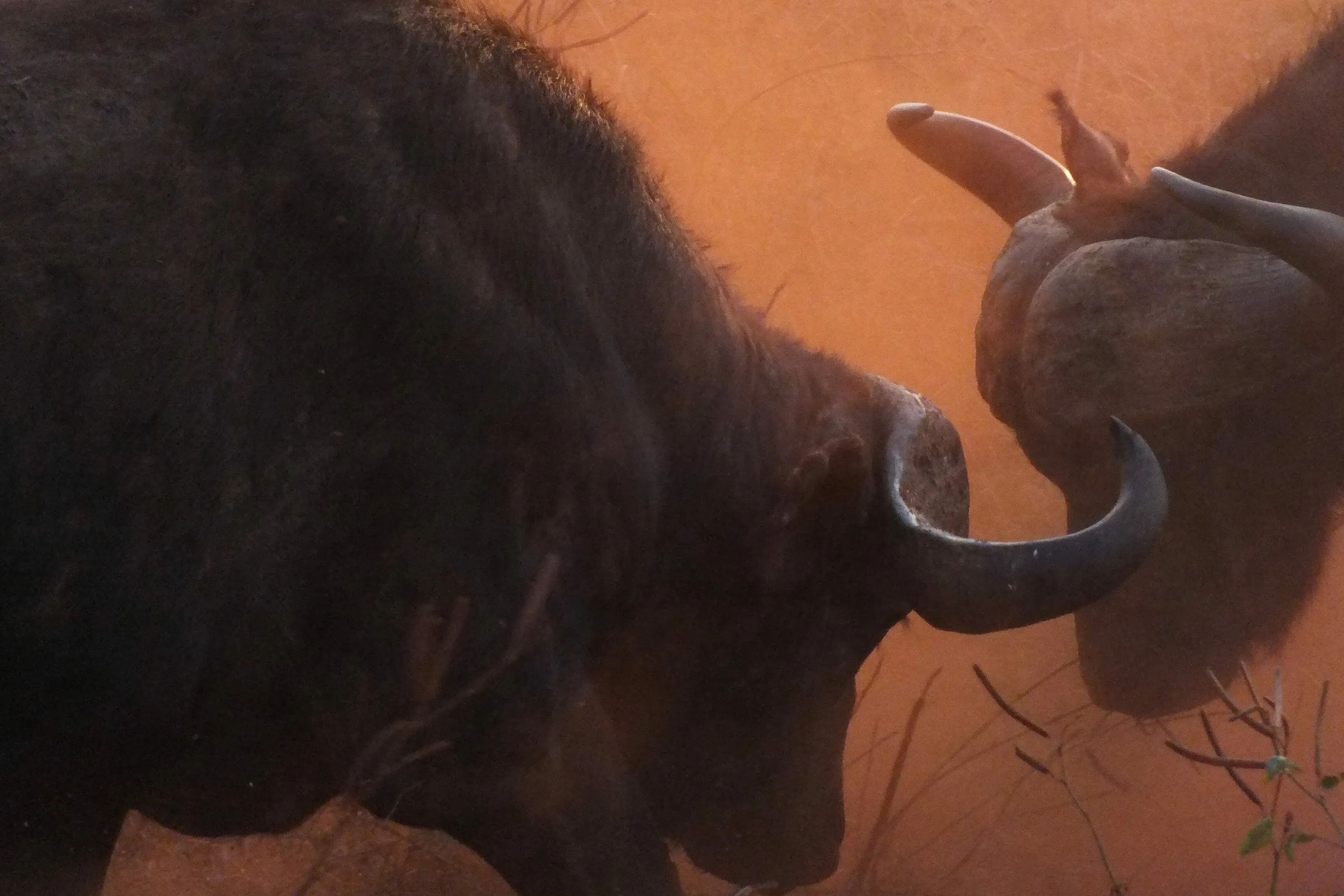 Fighting Buffalo
