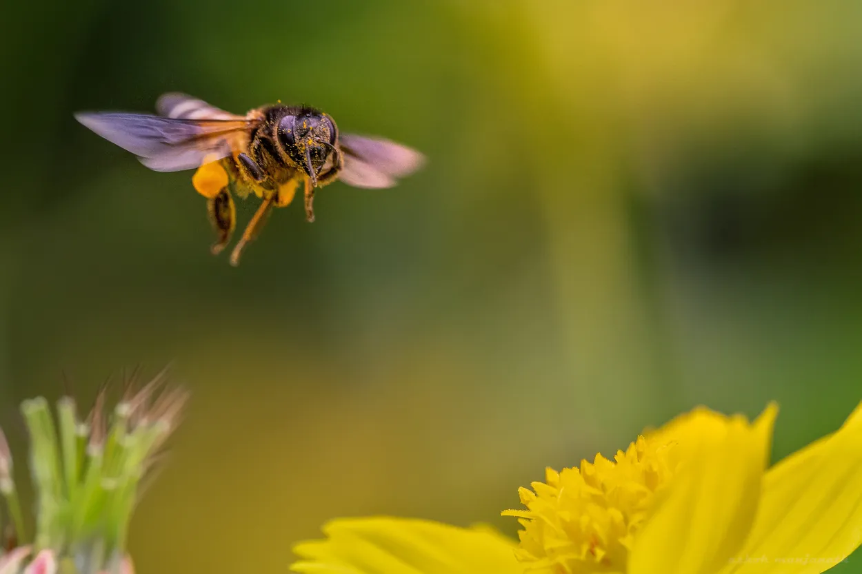 Entry 12035643