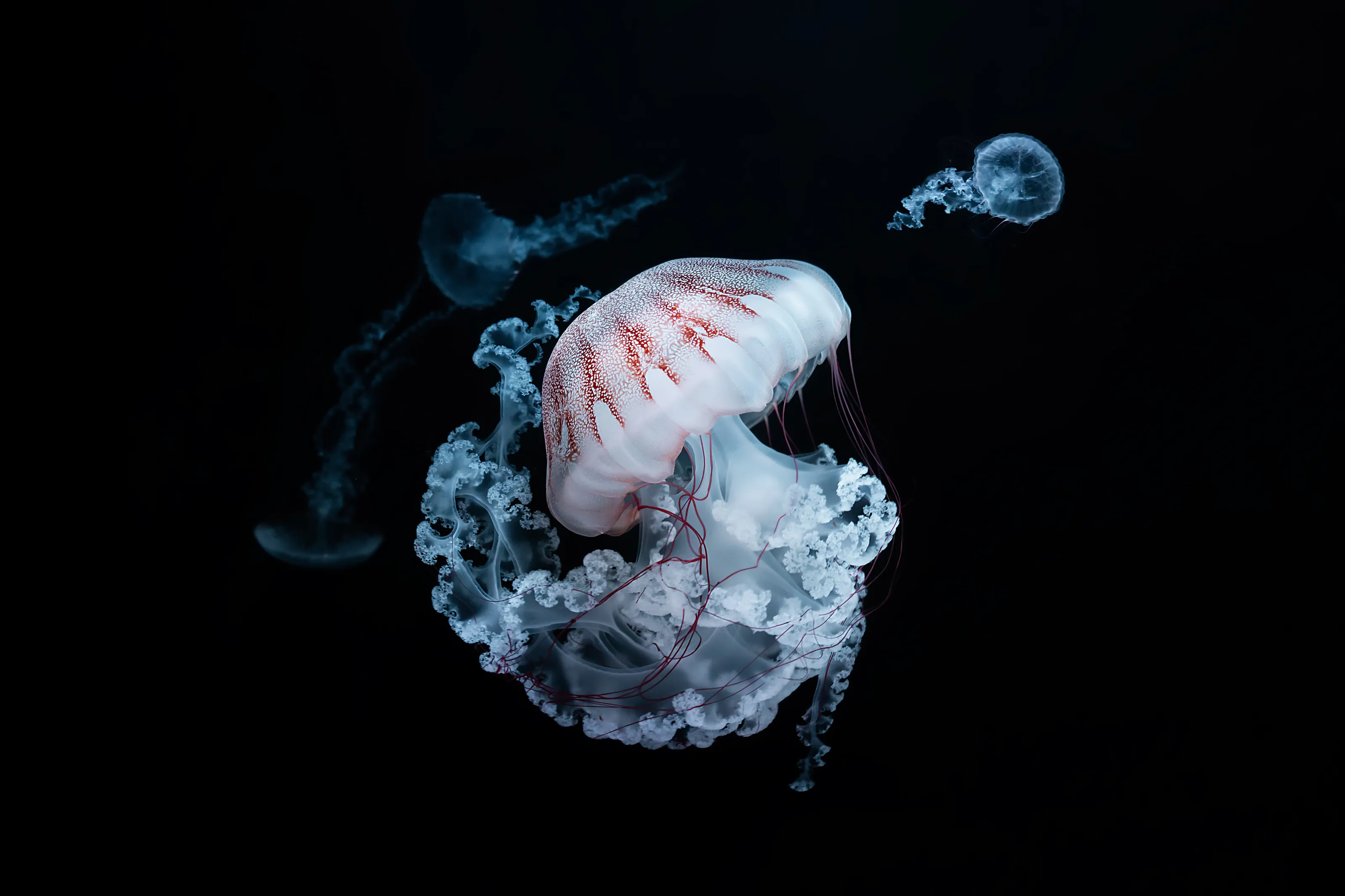 Underwater dancers