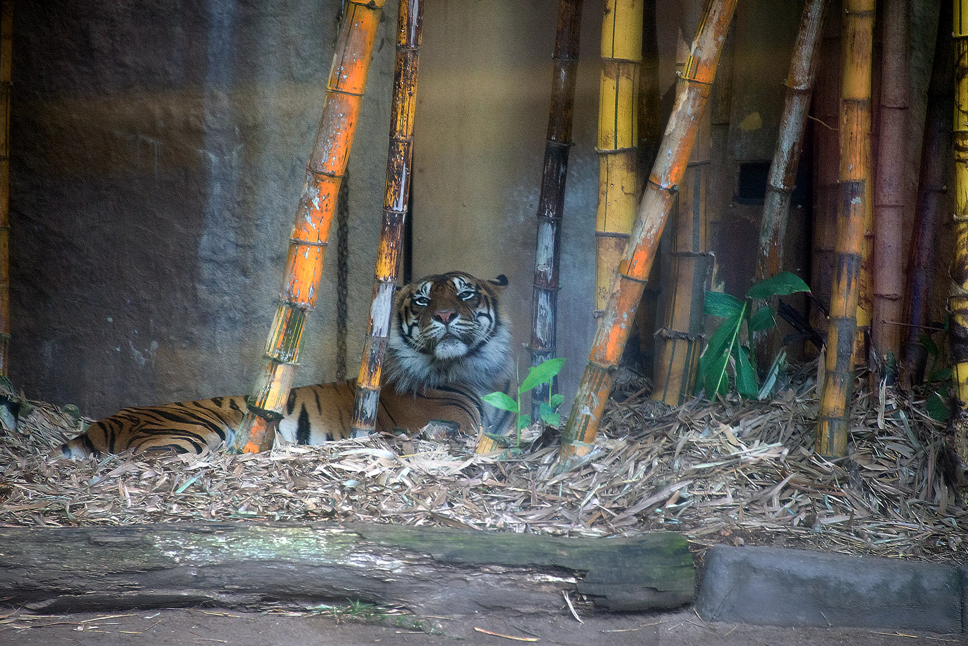 Tiger in the Bamboo