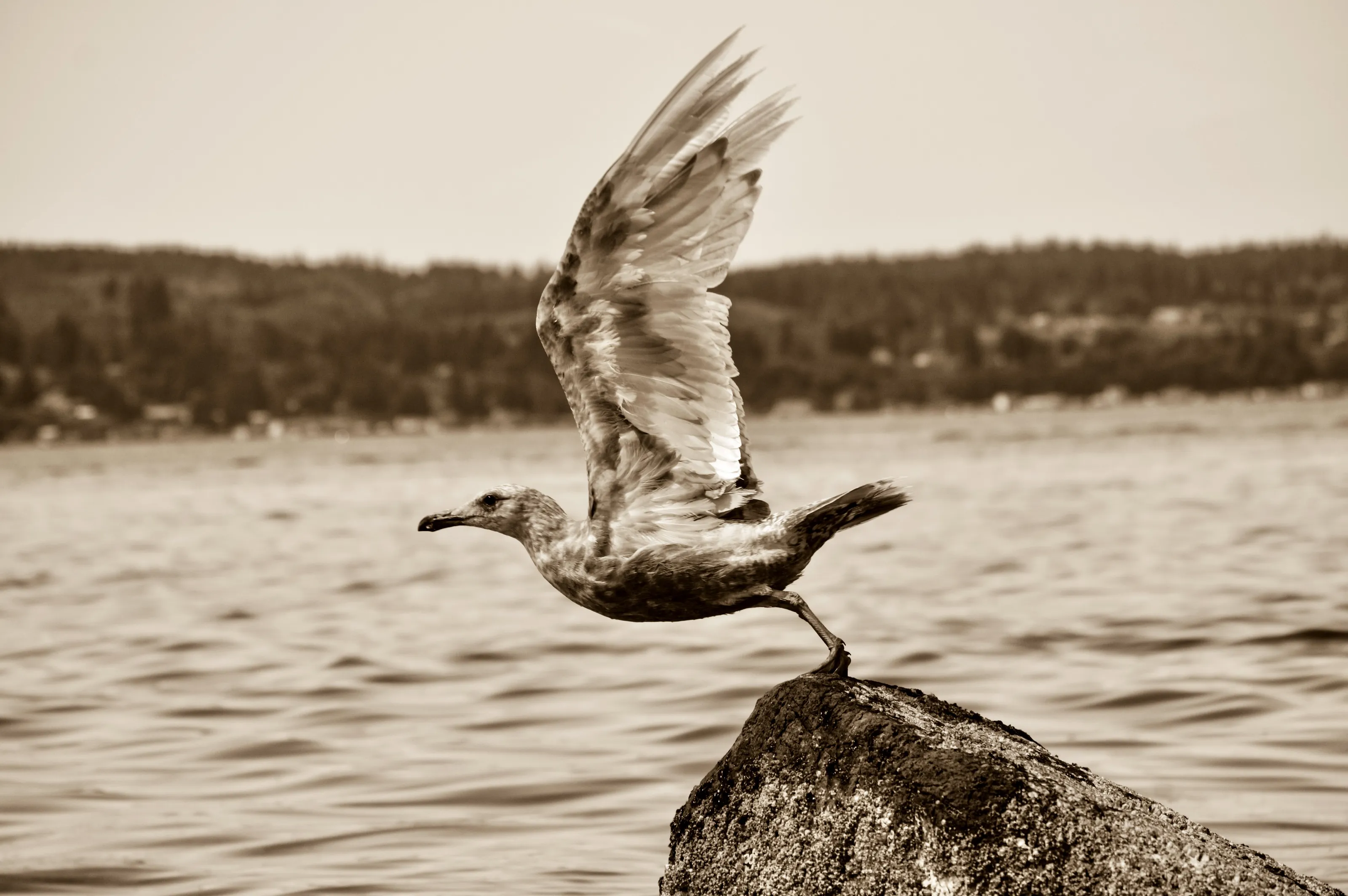 Beach Seagull
