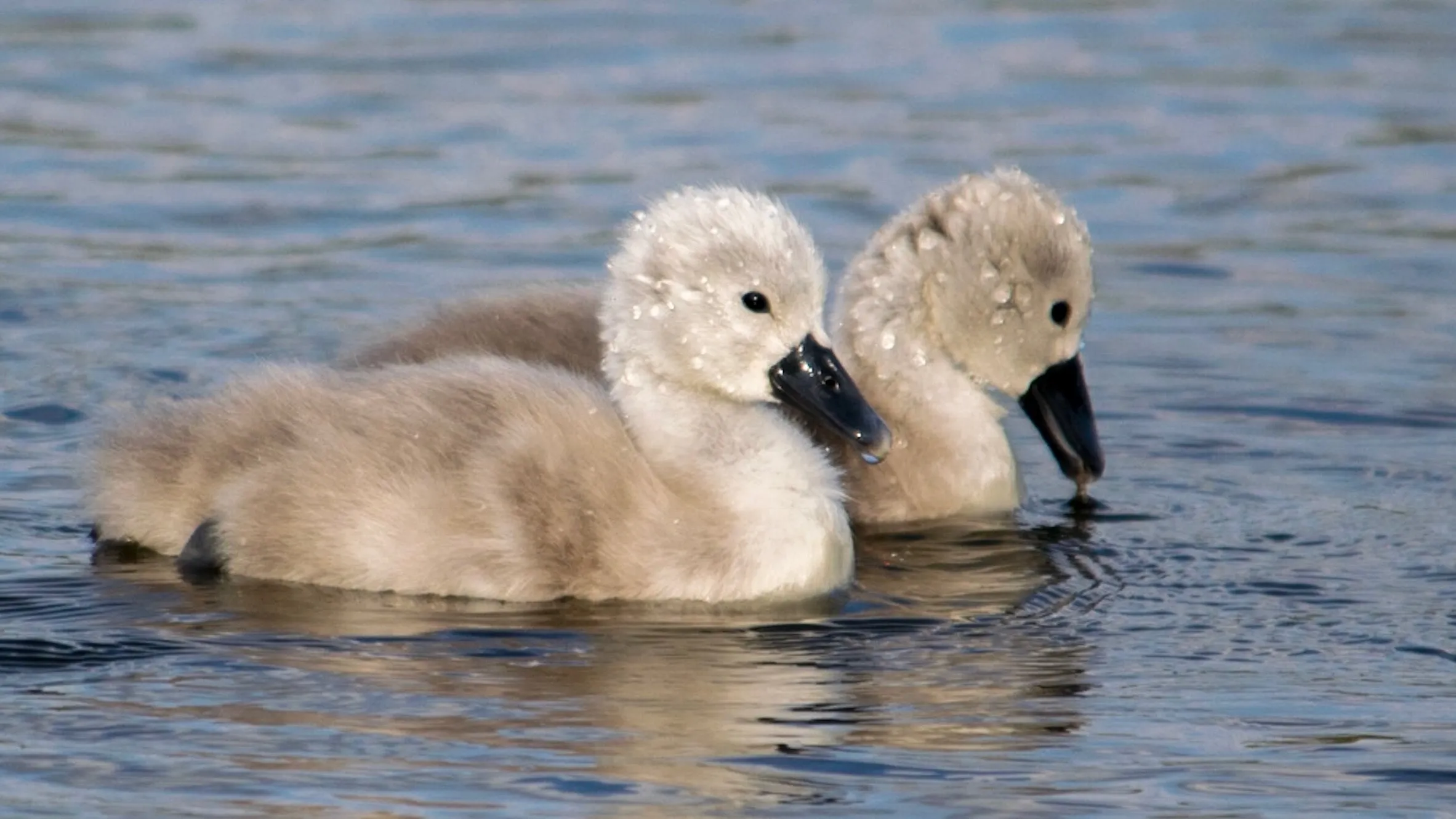 Cuties