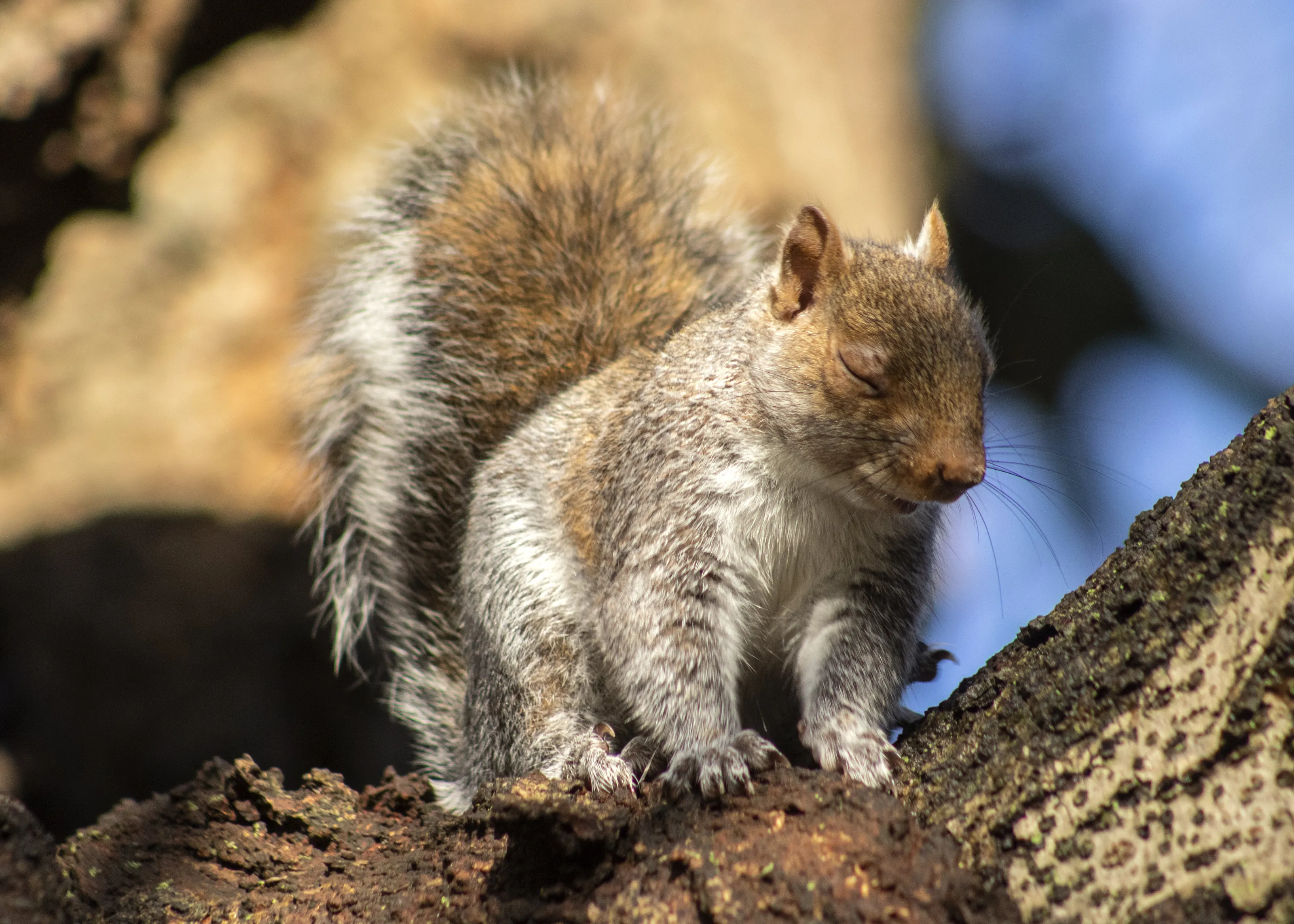 Smiley squirrel