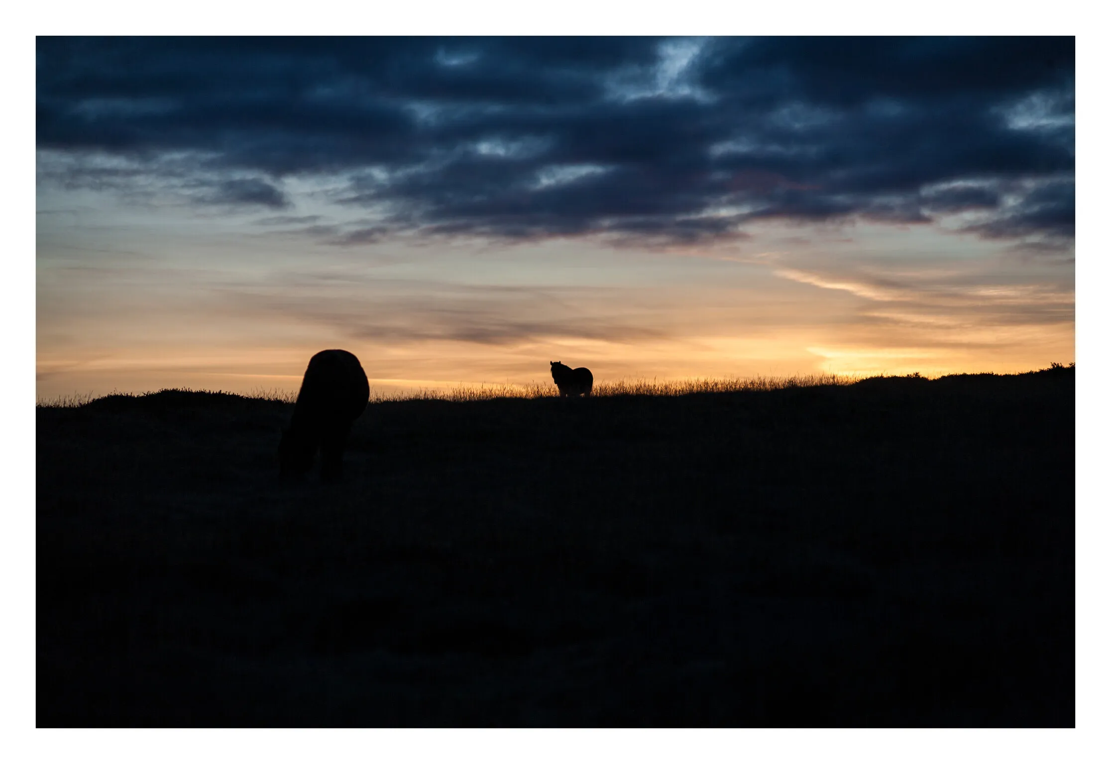 Dartmoor pony silhouette