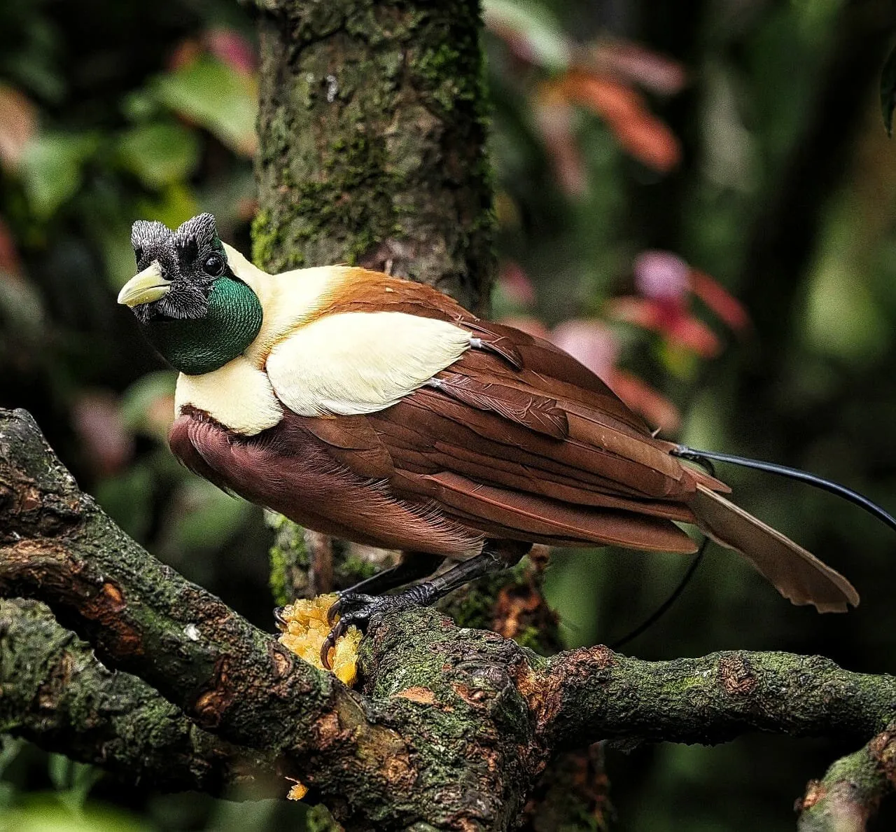 Birds of paradise