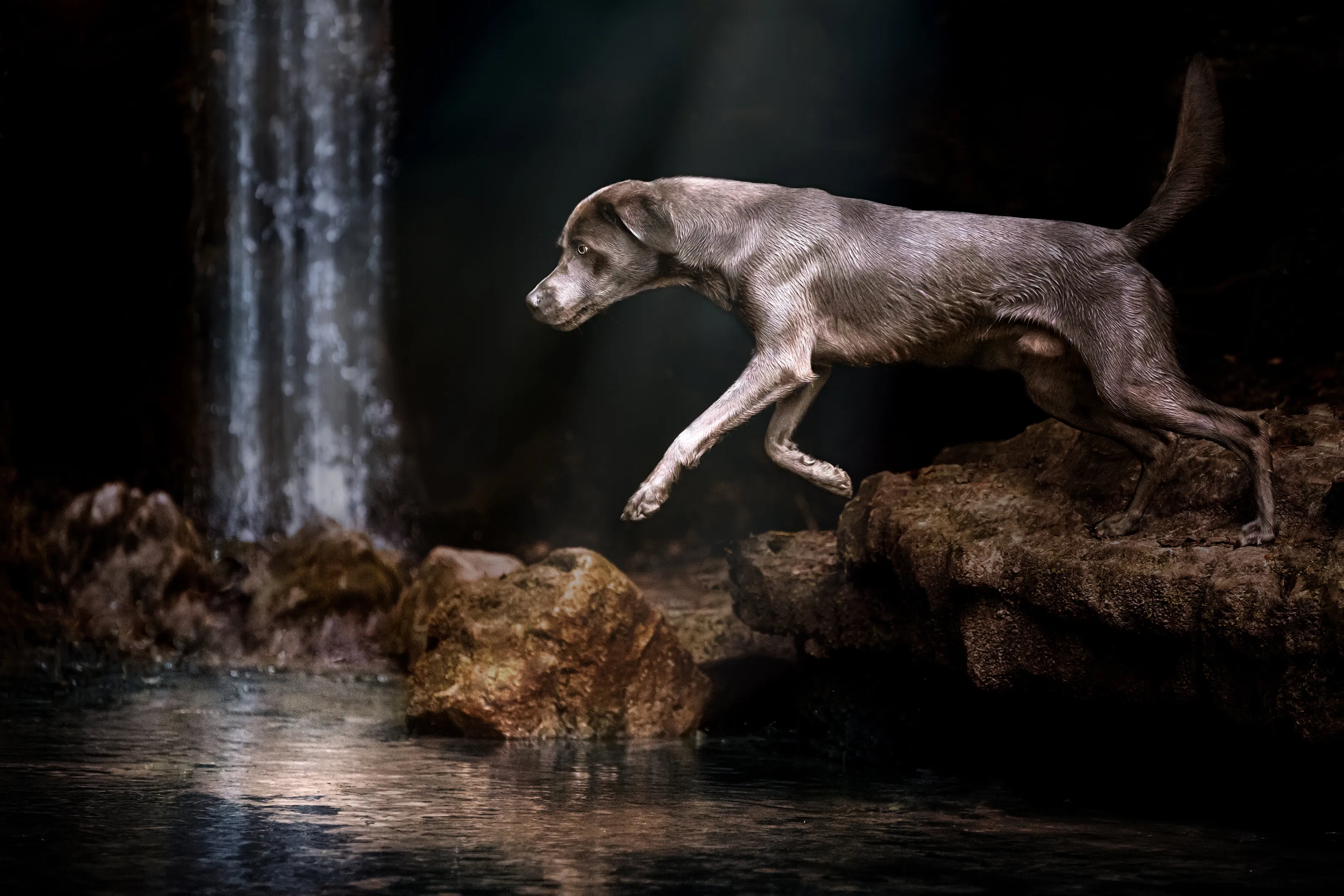 Cooper the silver Labrador