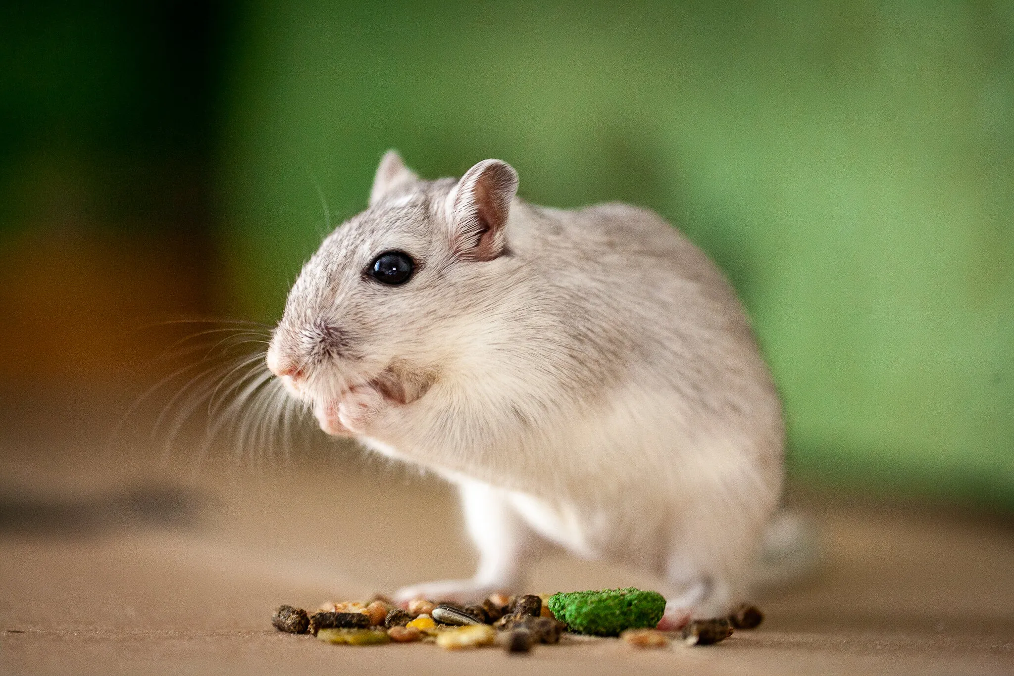 Gerbil