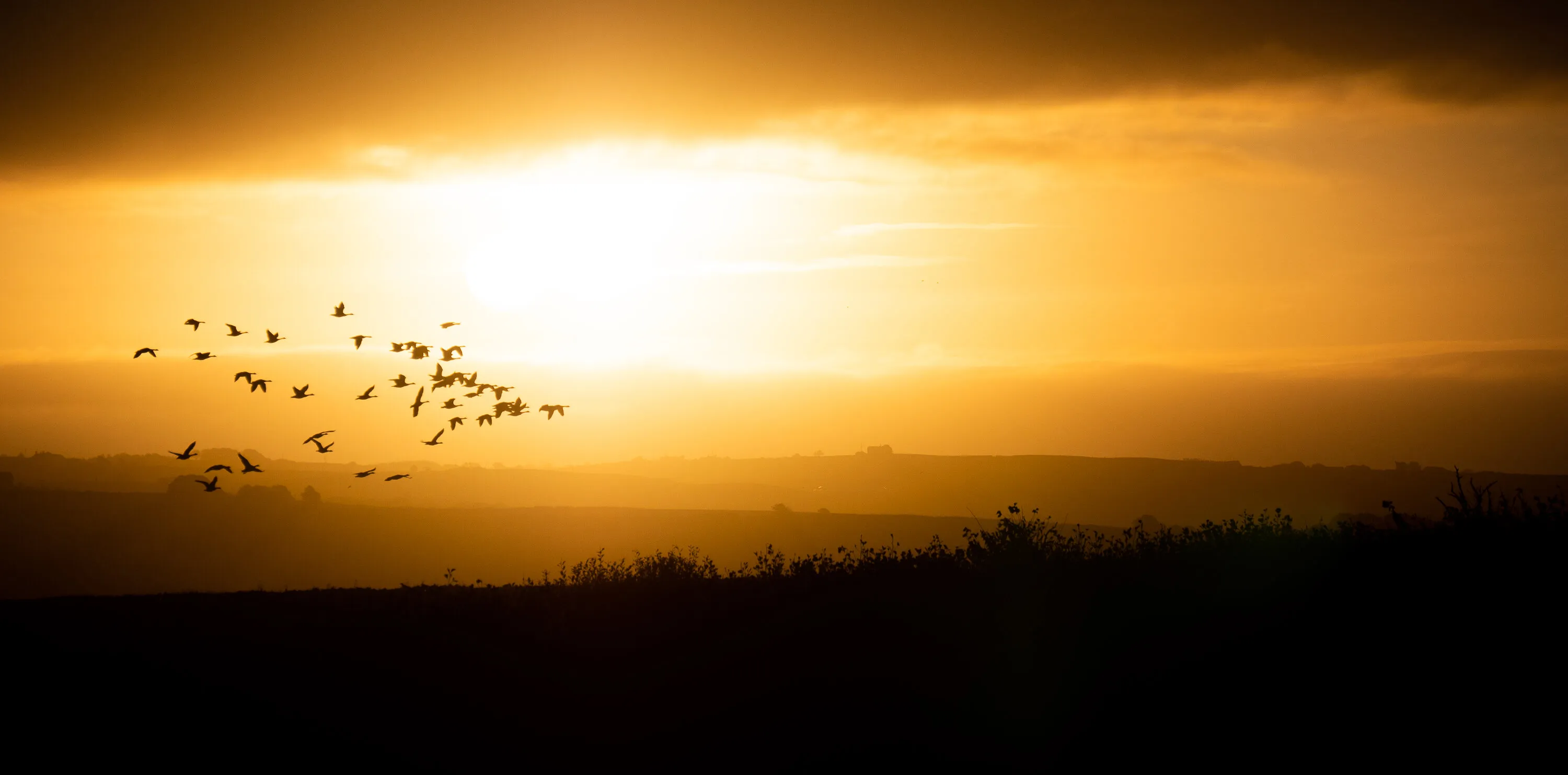 Geese at Sunrise