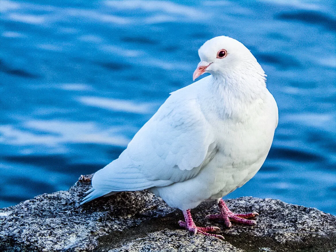 Dove