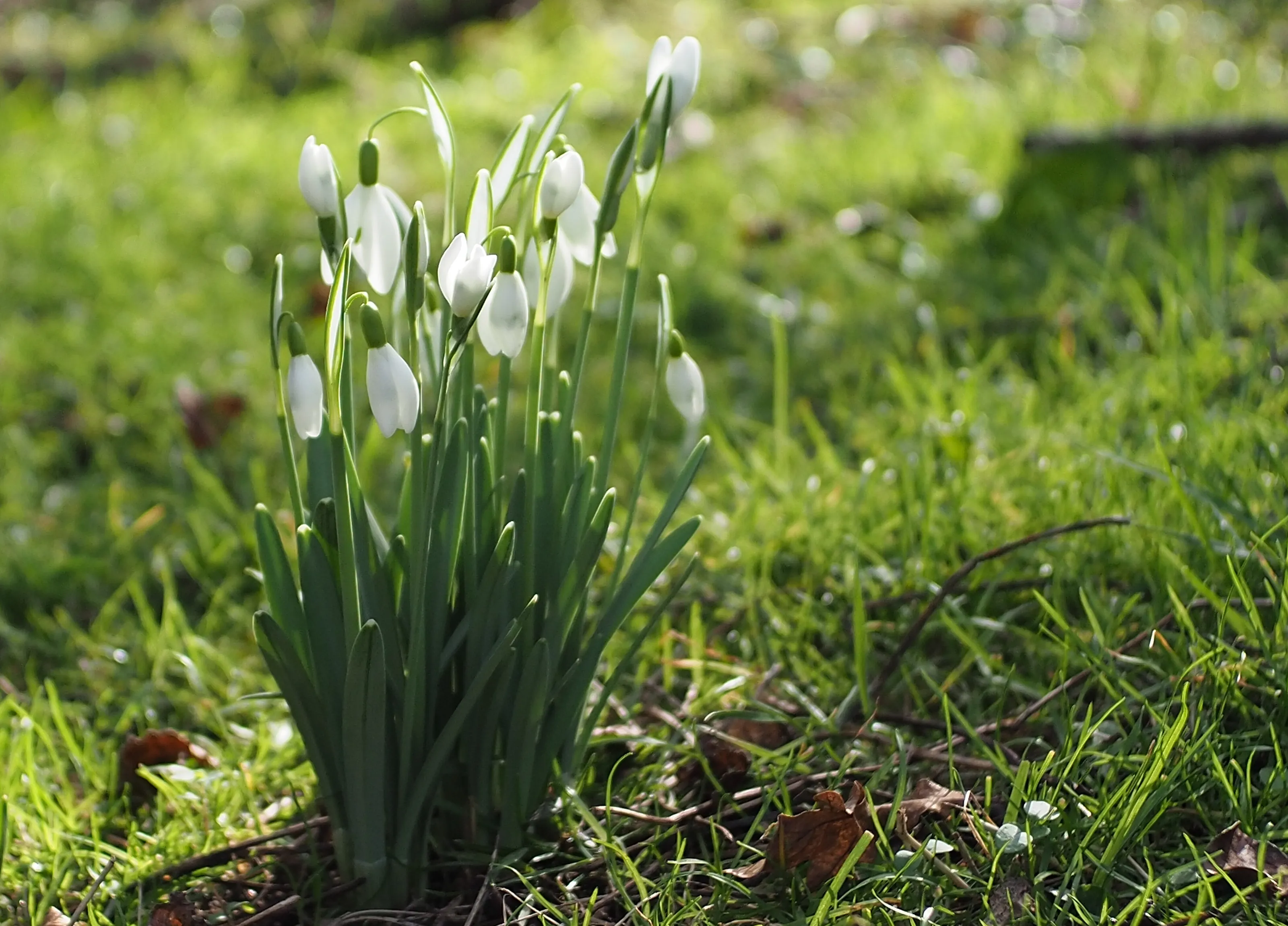 Springtime snowdrops