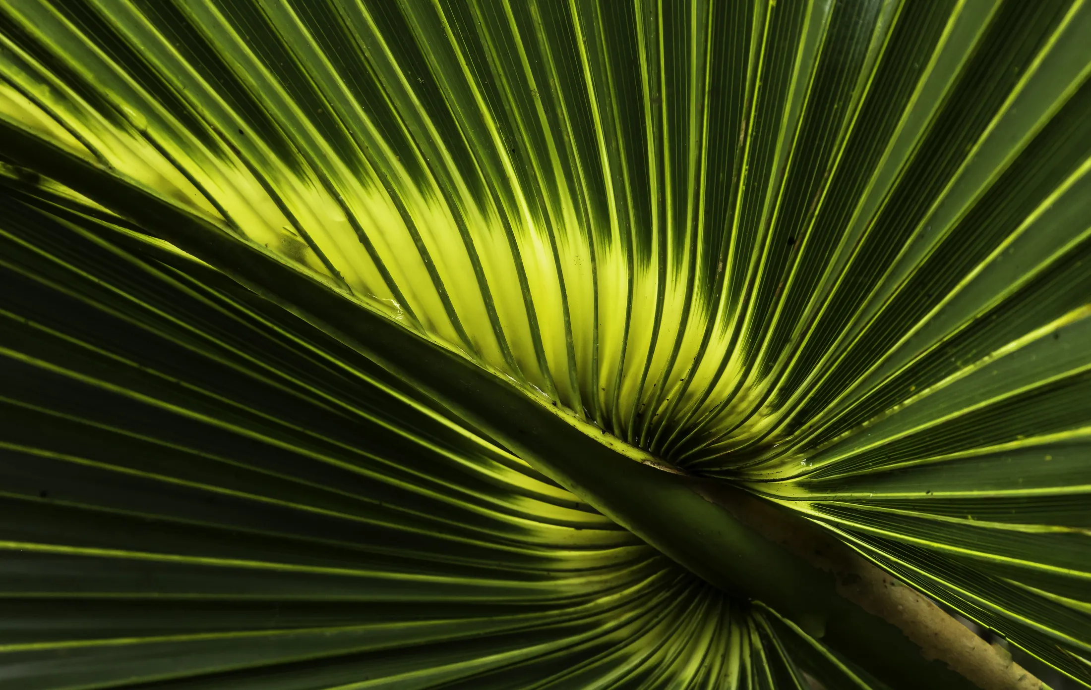 Saw Palmetto