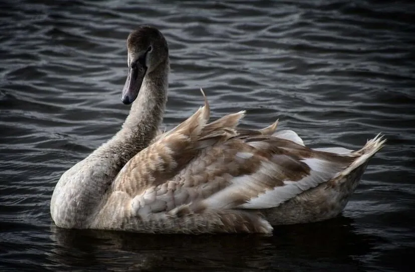 Swan