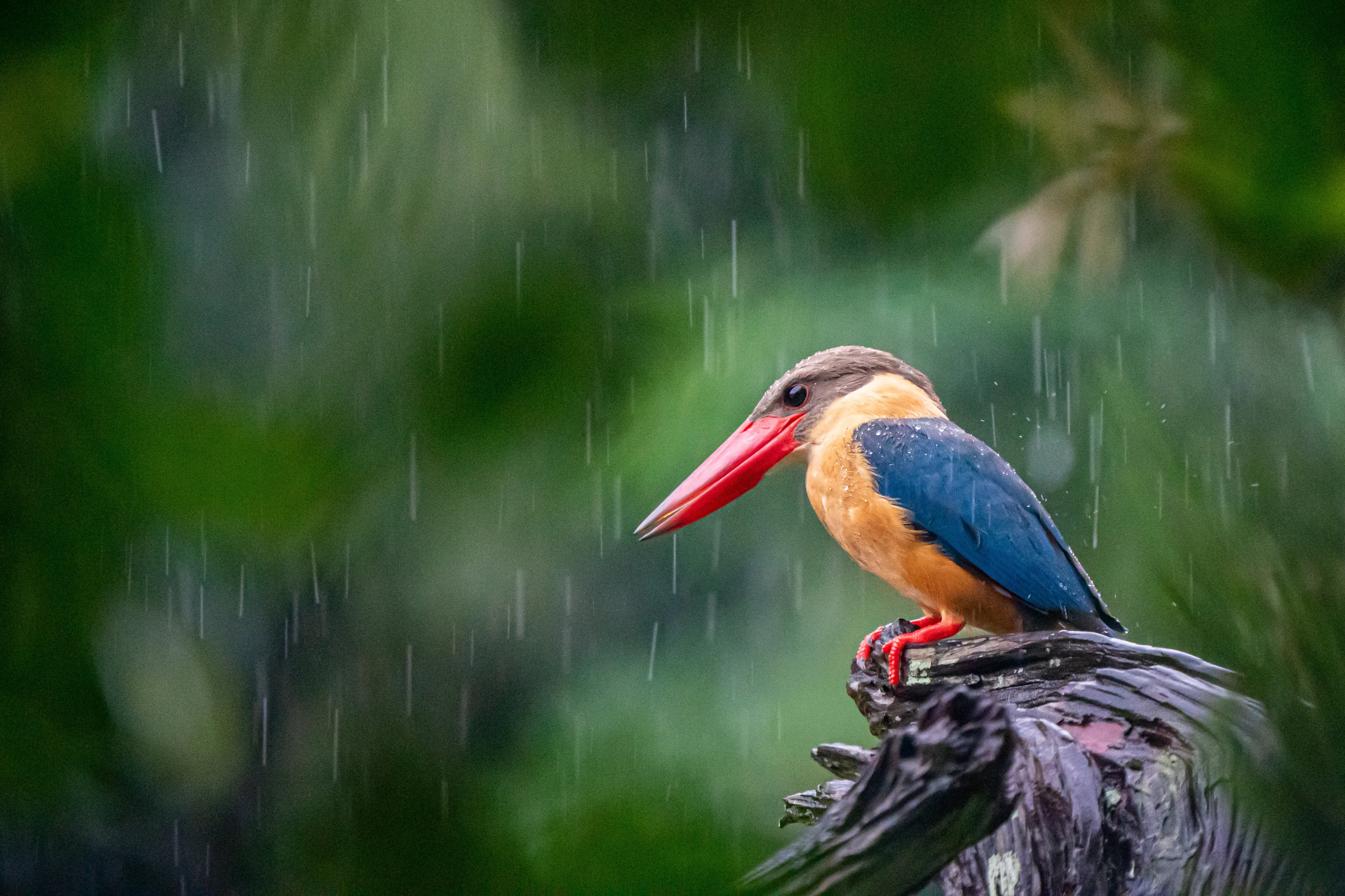 The Kingfisher's Reign