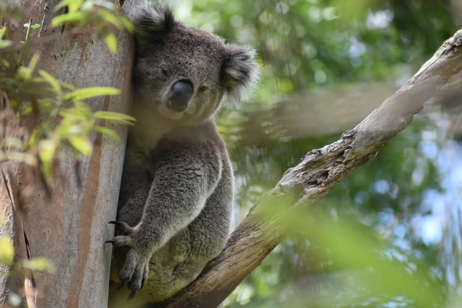 Koala