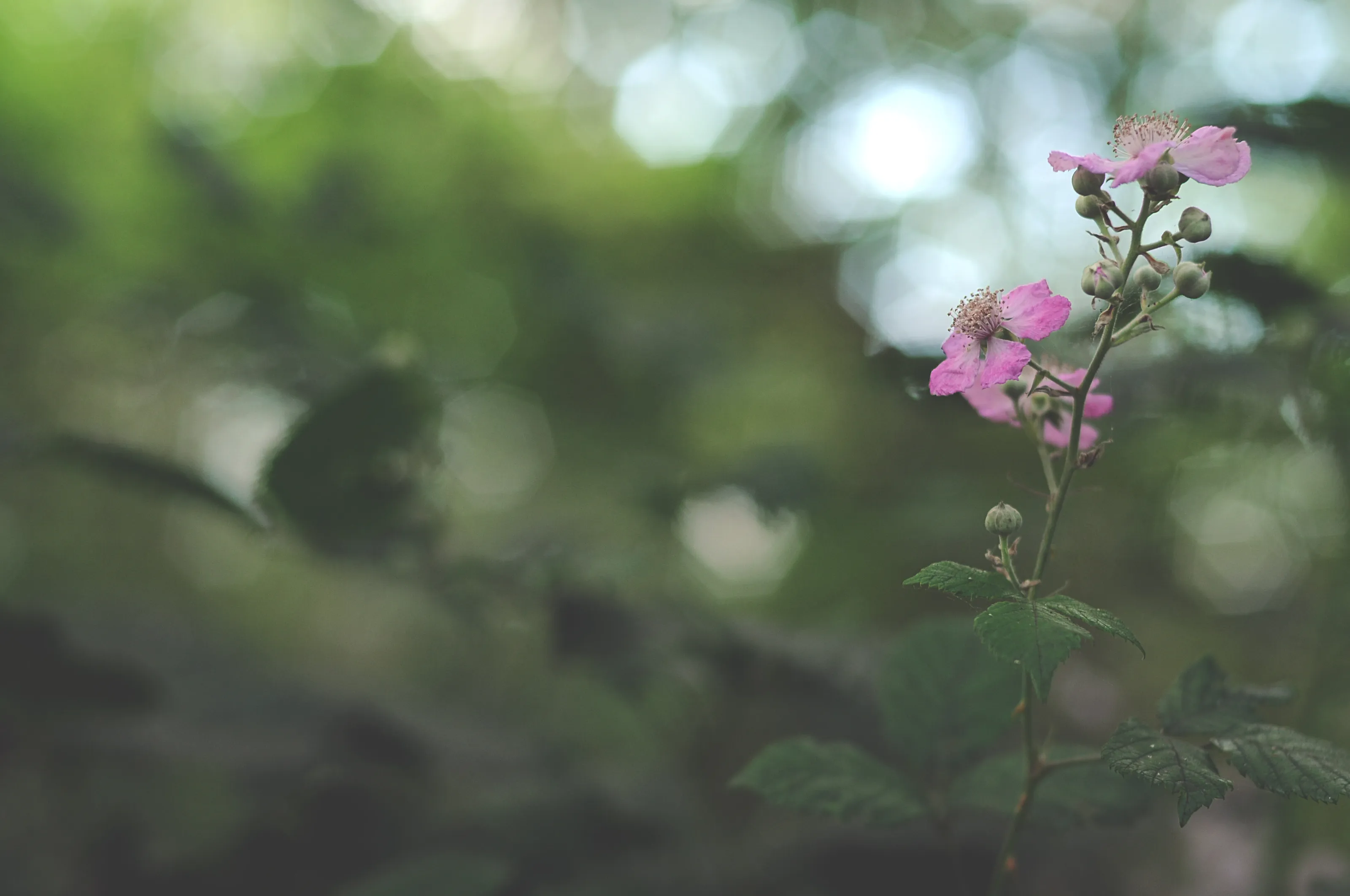 Wild rose