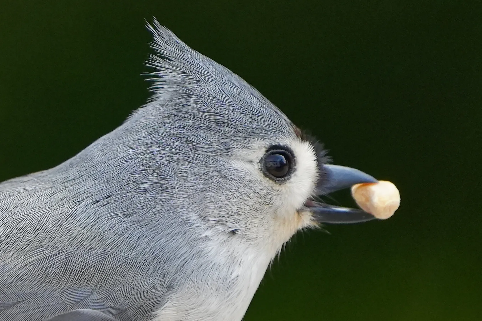 Tufted Titmouse