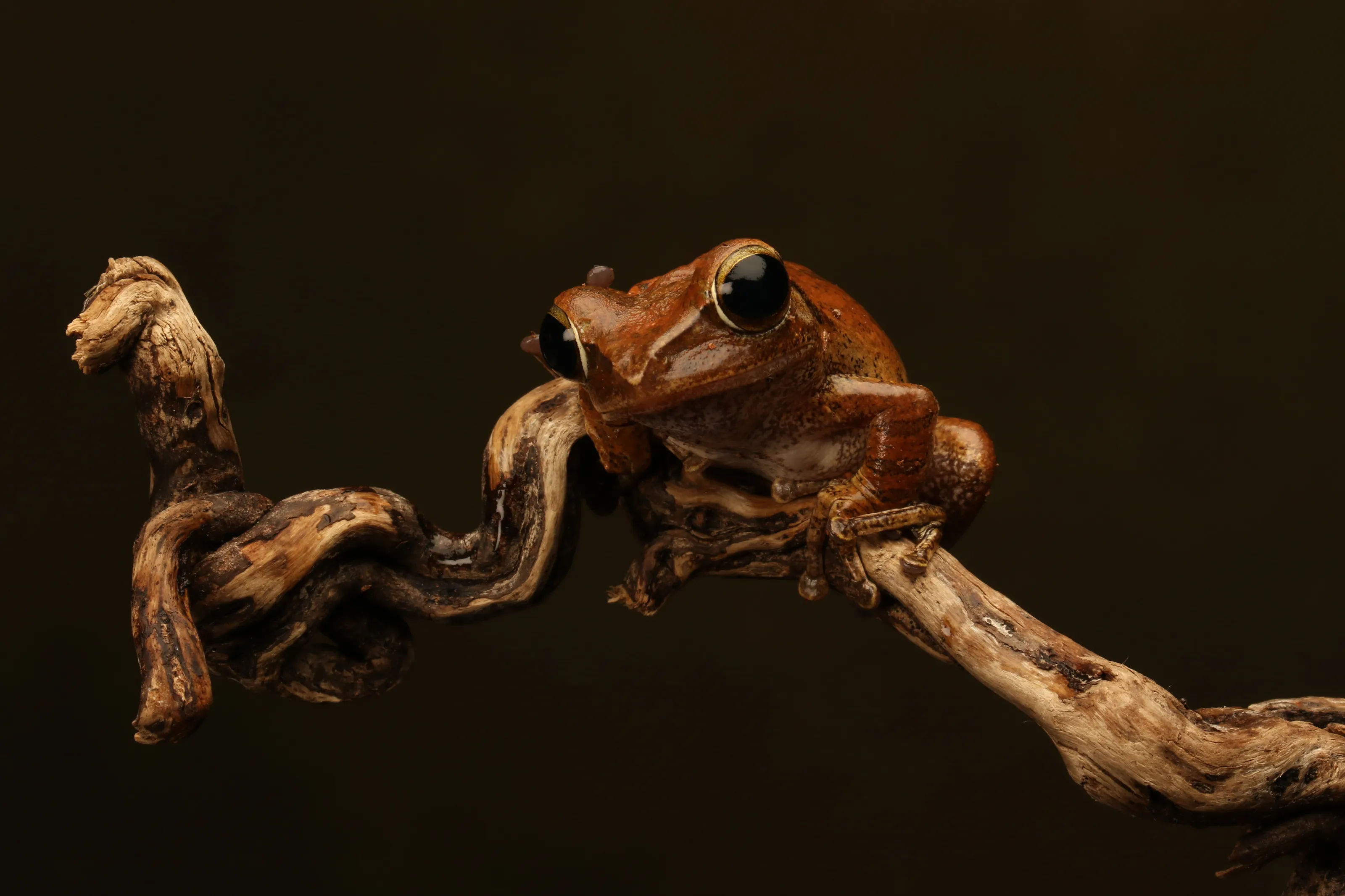 Rough frilled tree frog