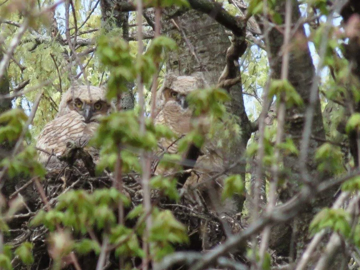 Baby Great horned owls