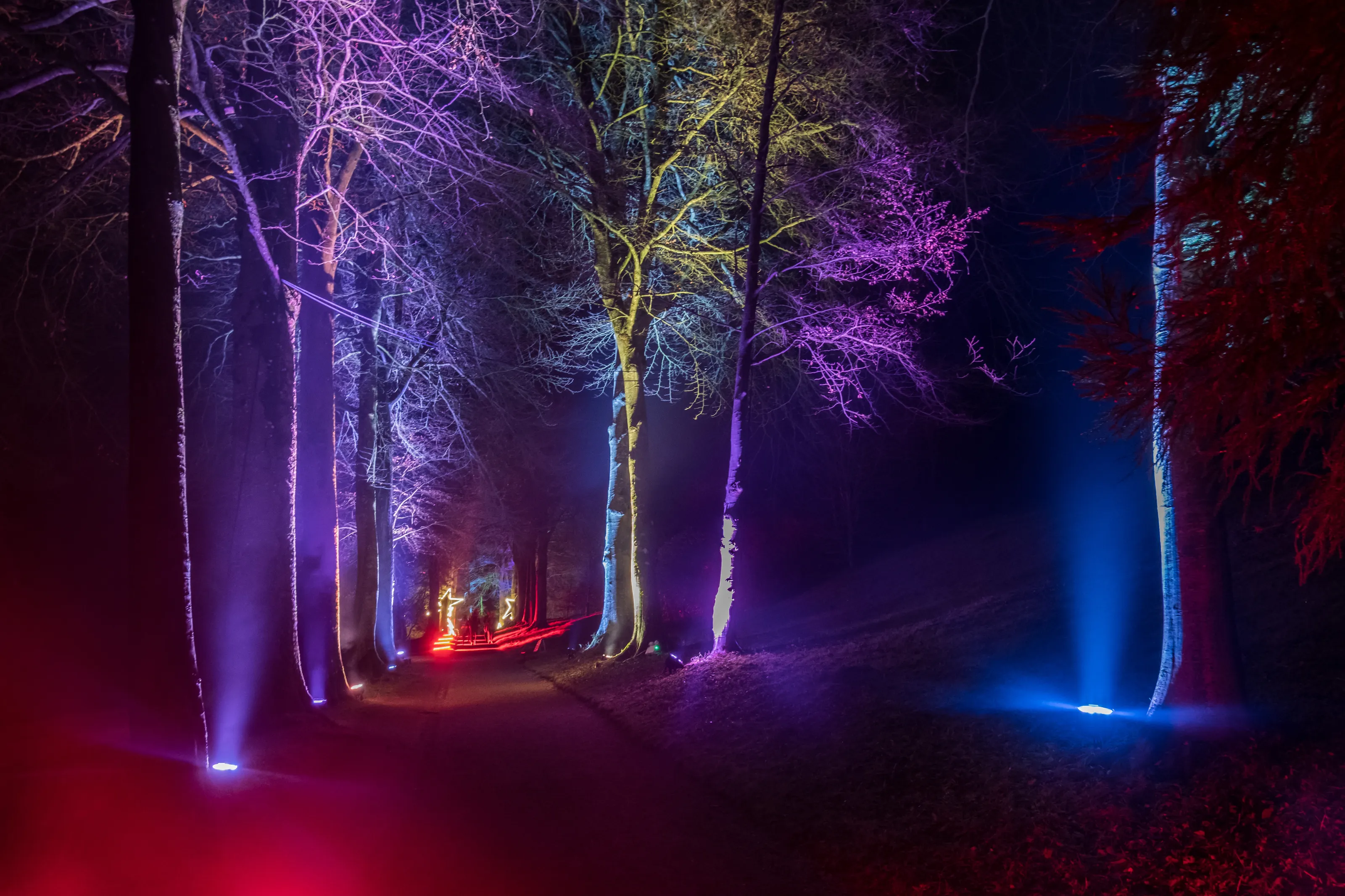 Enchanted Avenue