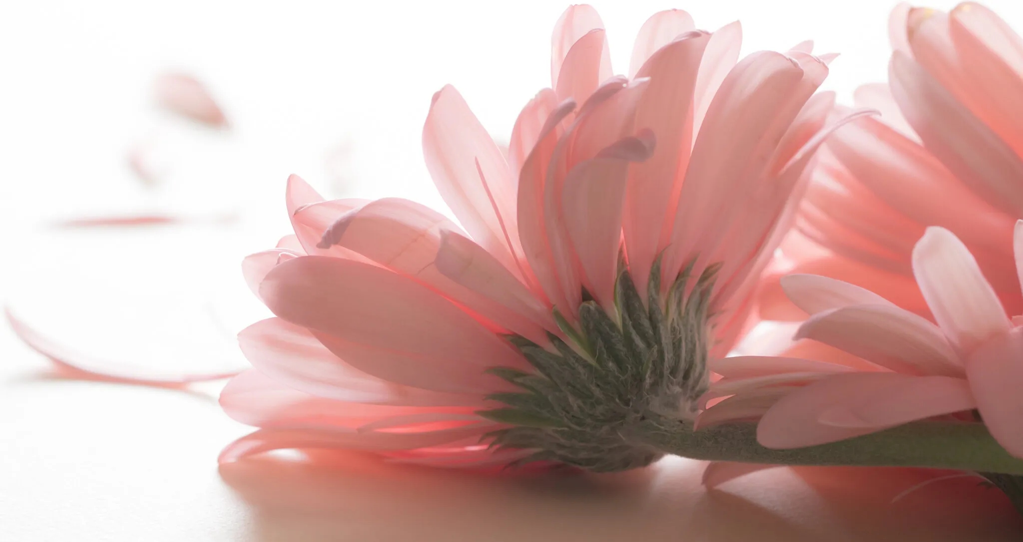 Gerbera petals