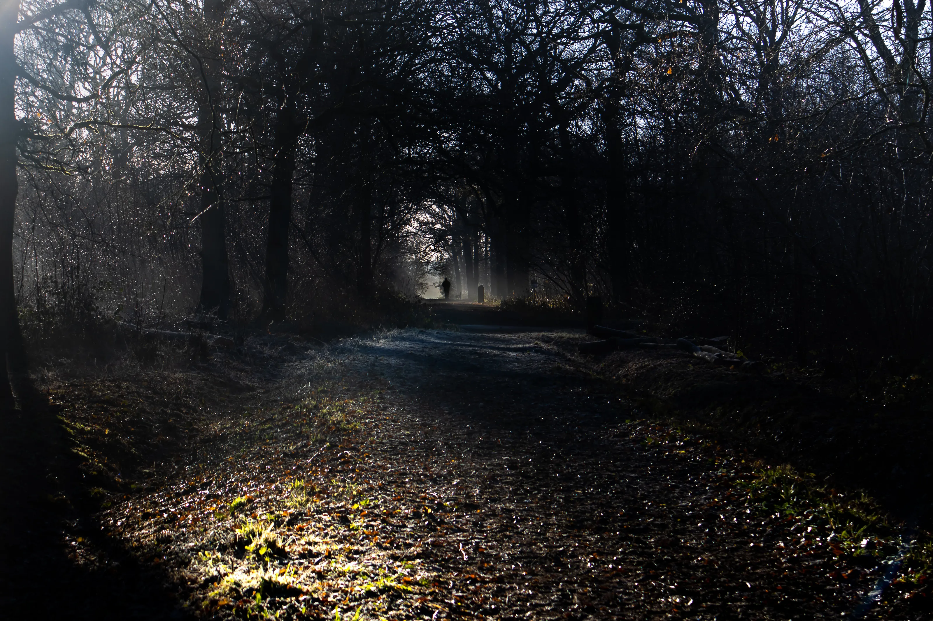 In the Woods Landscape