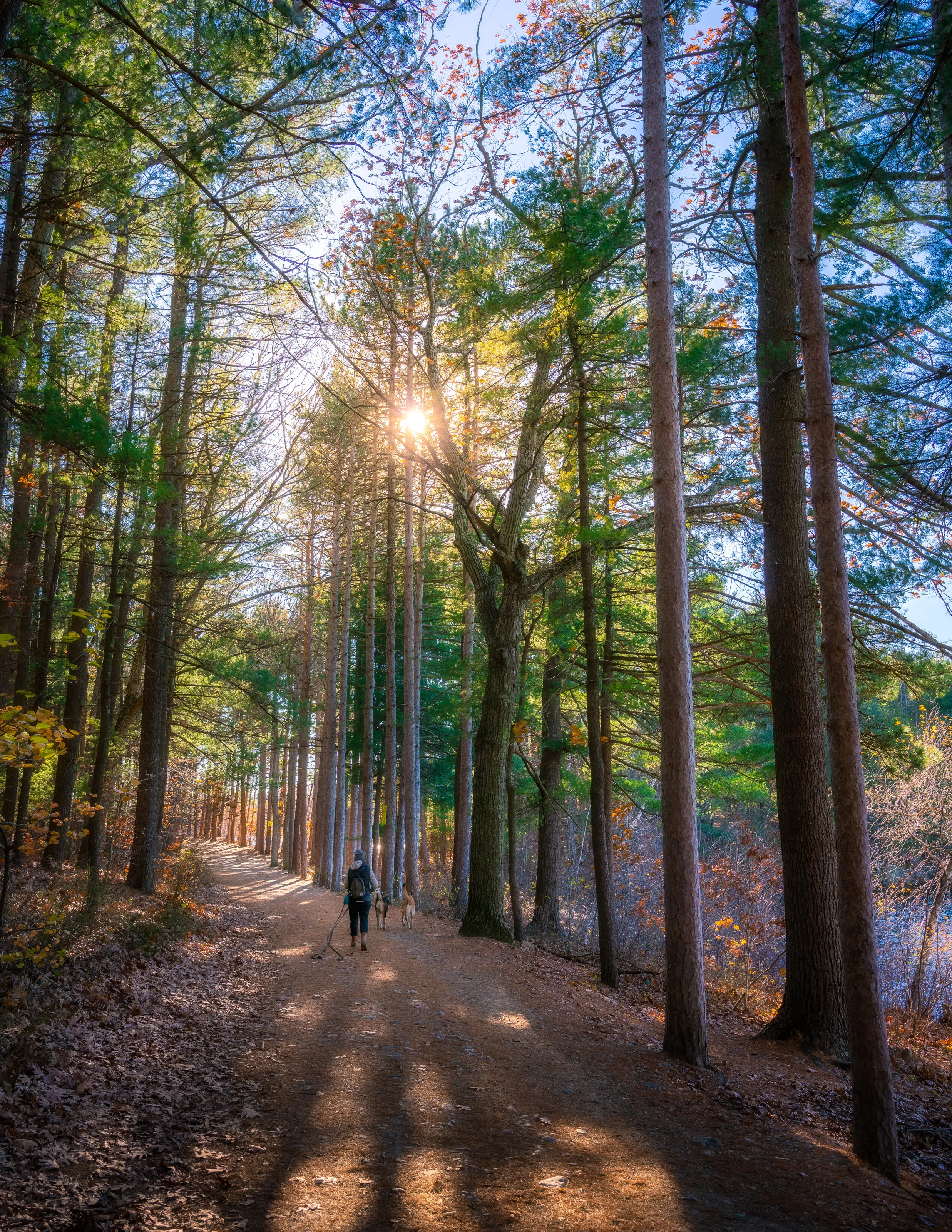 Walking into the woods