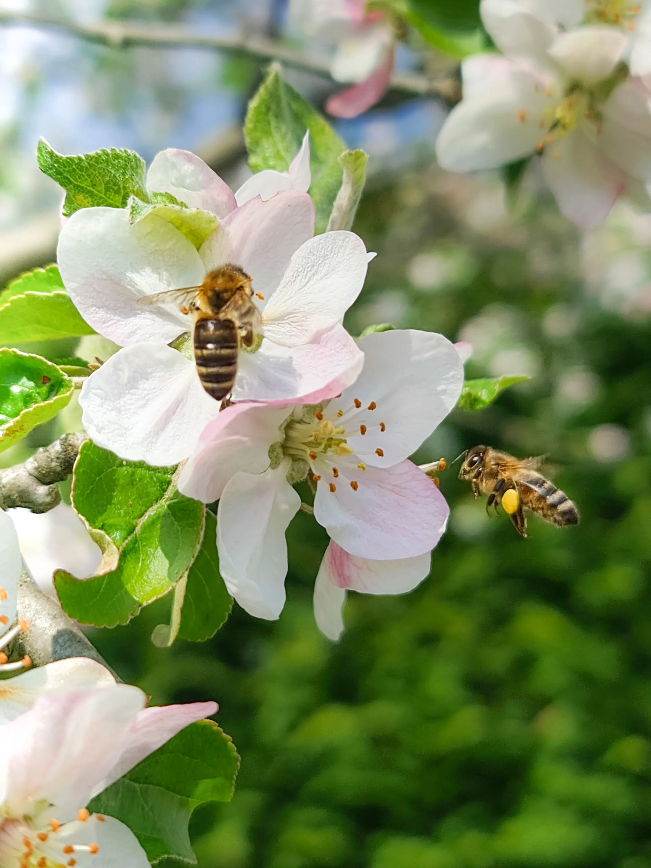 Bees and flowers