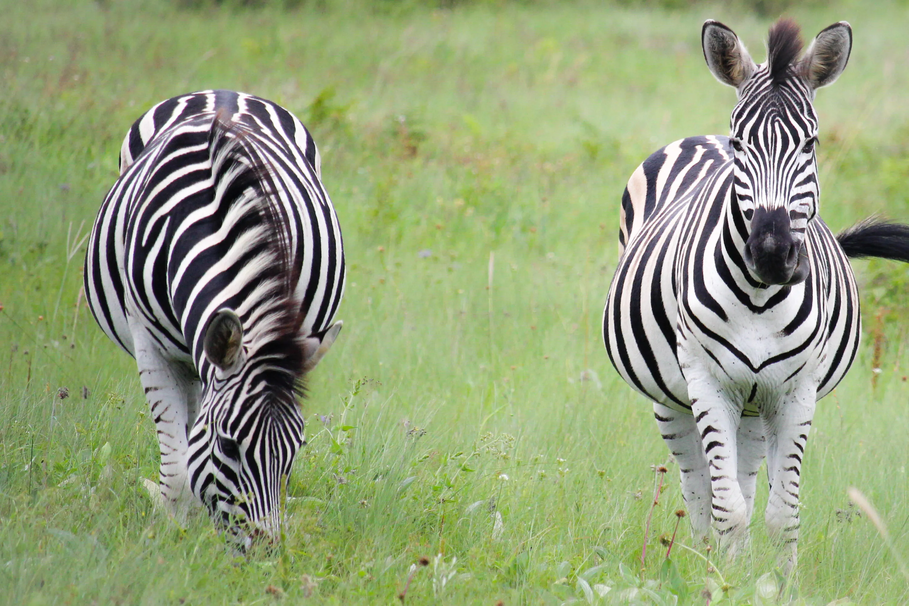 Zebra