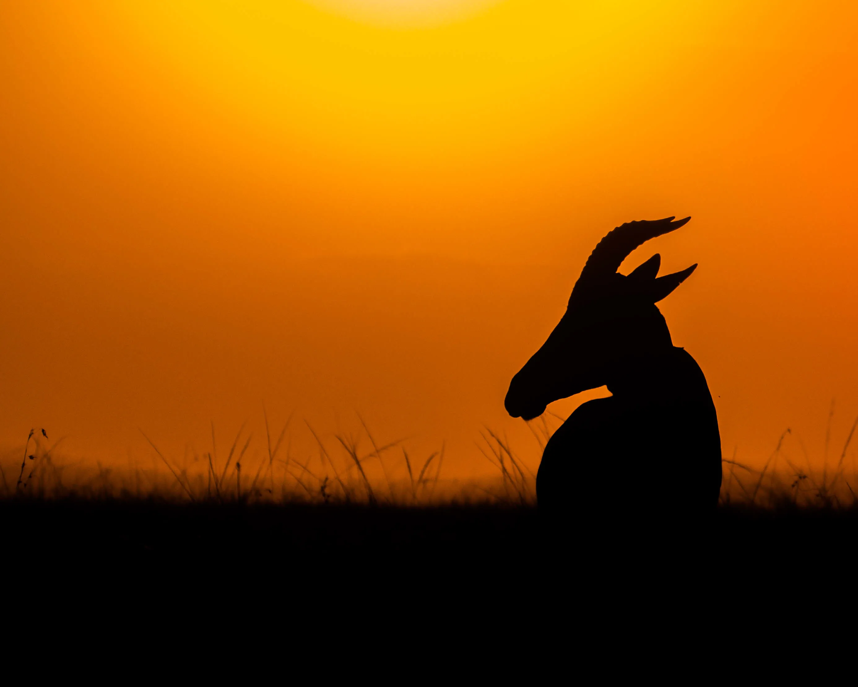 Dawn Of Dusk