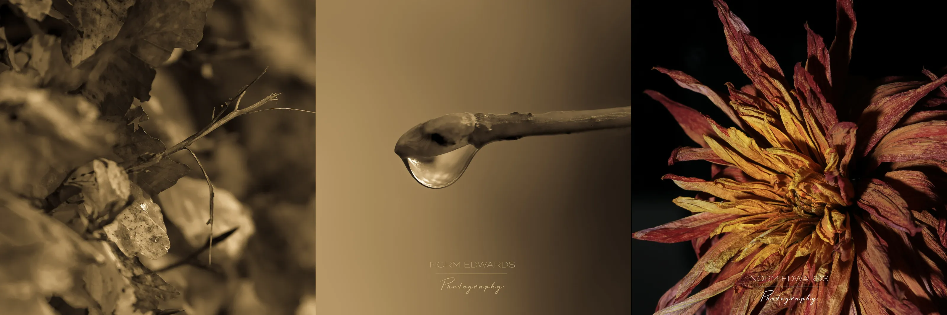 Macro Photography