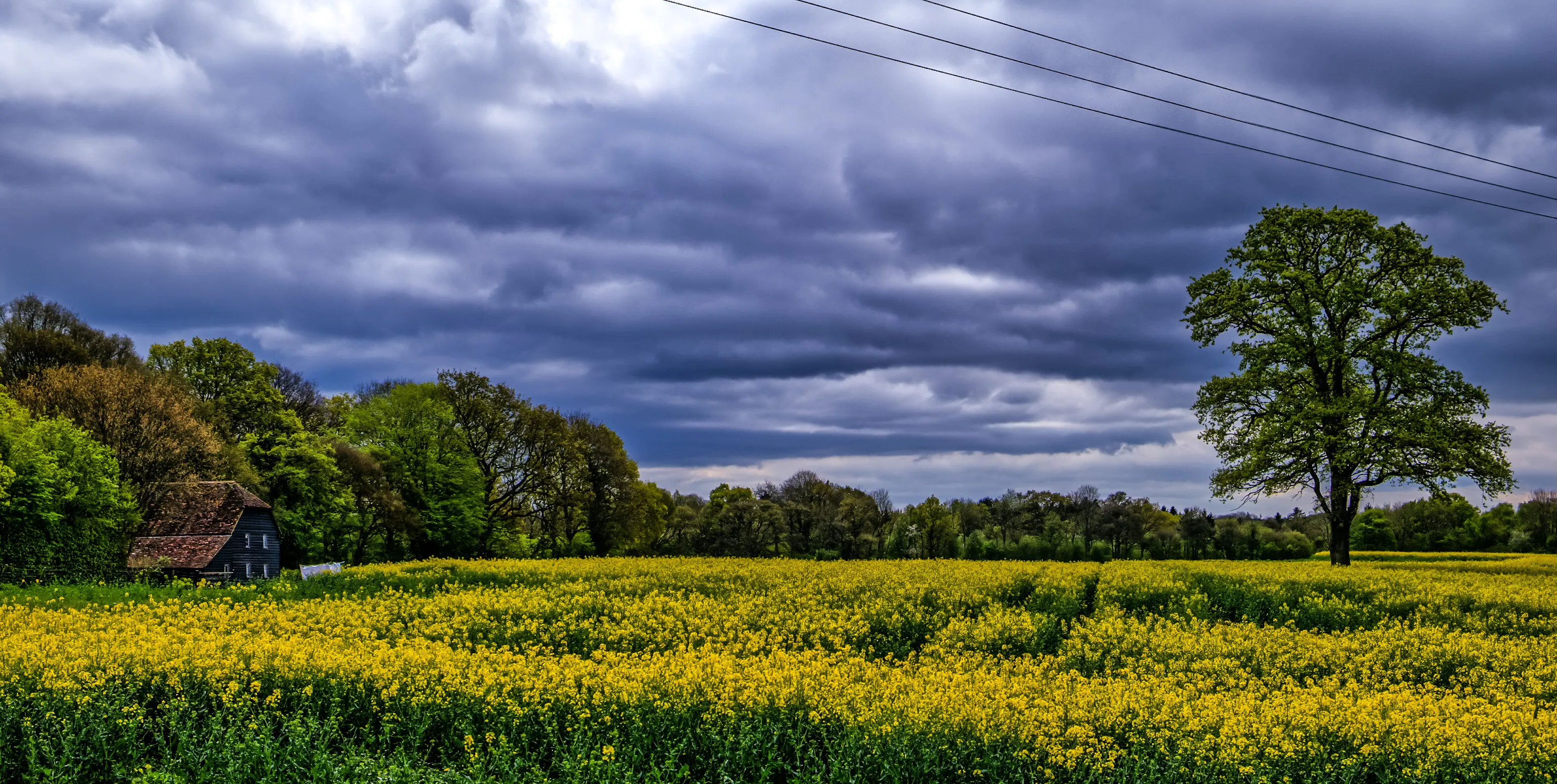 Rapeseed with washing drying