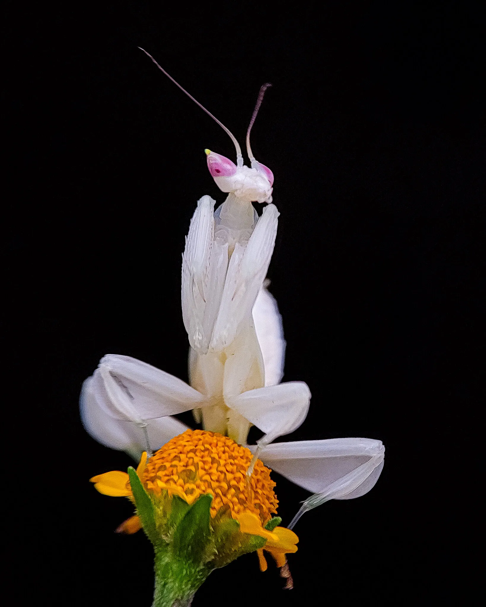 Beautifull orchid mantis