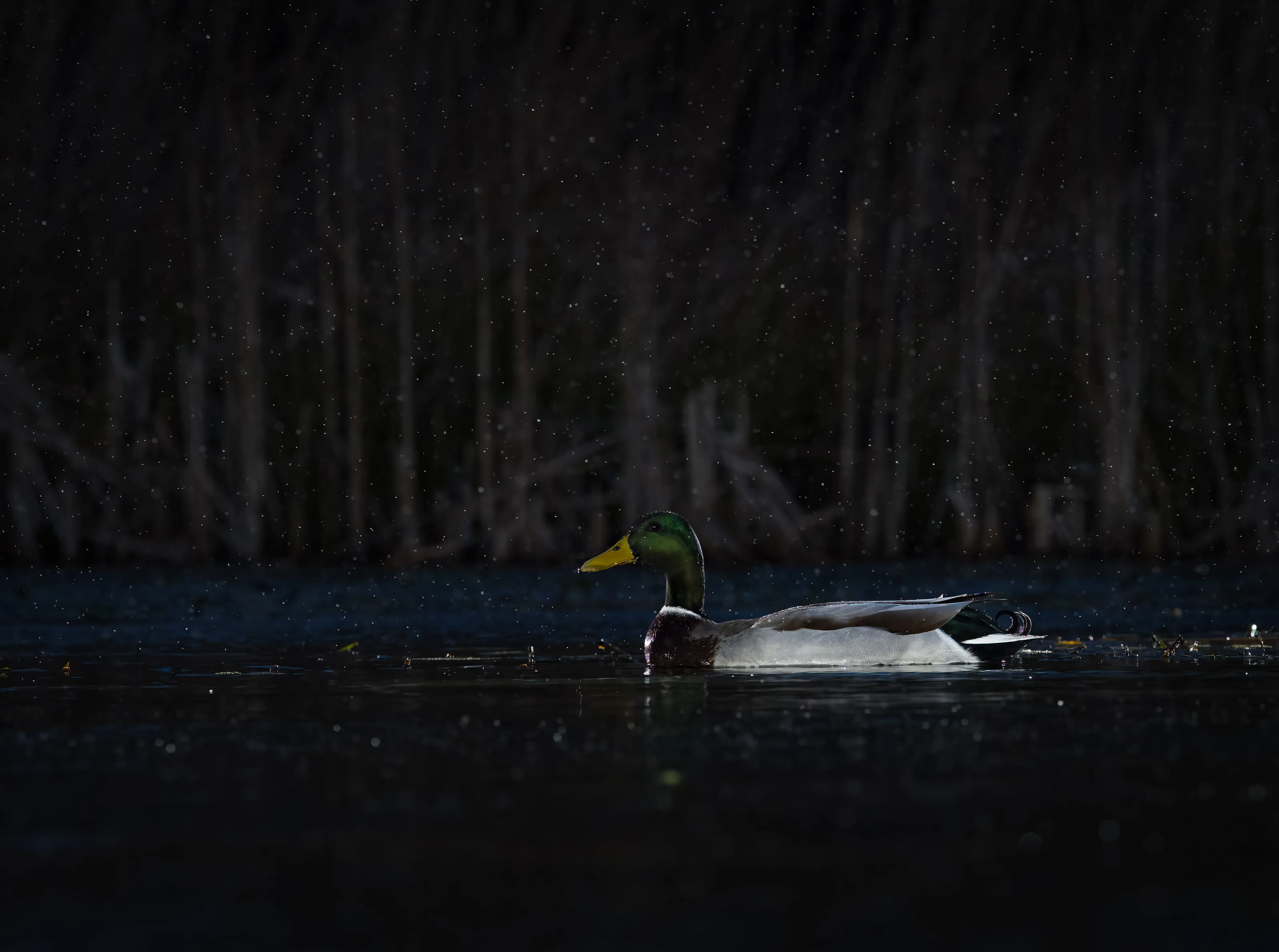Mallard in the wee small hours
