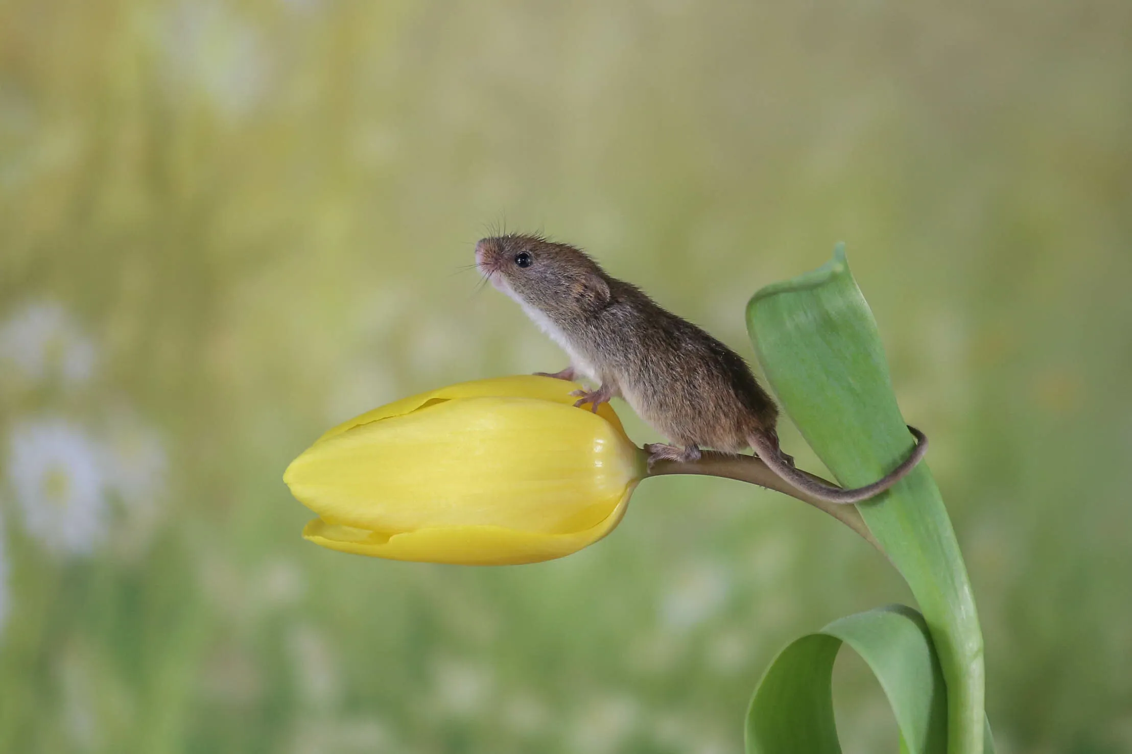 Posing Harvest Mouse
