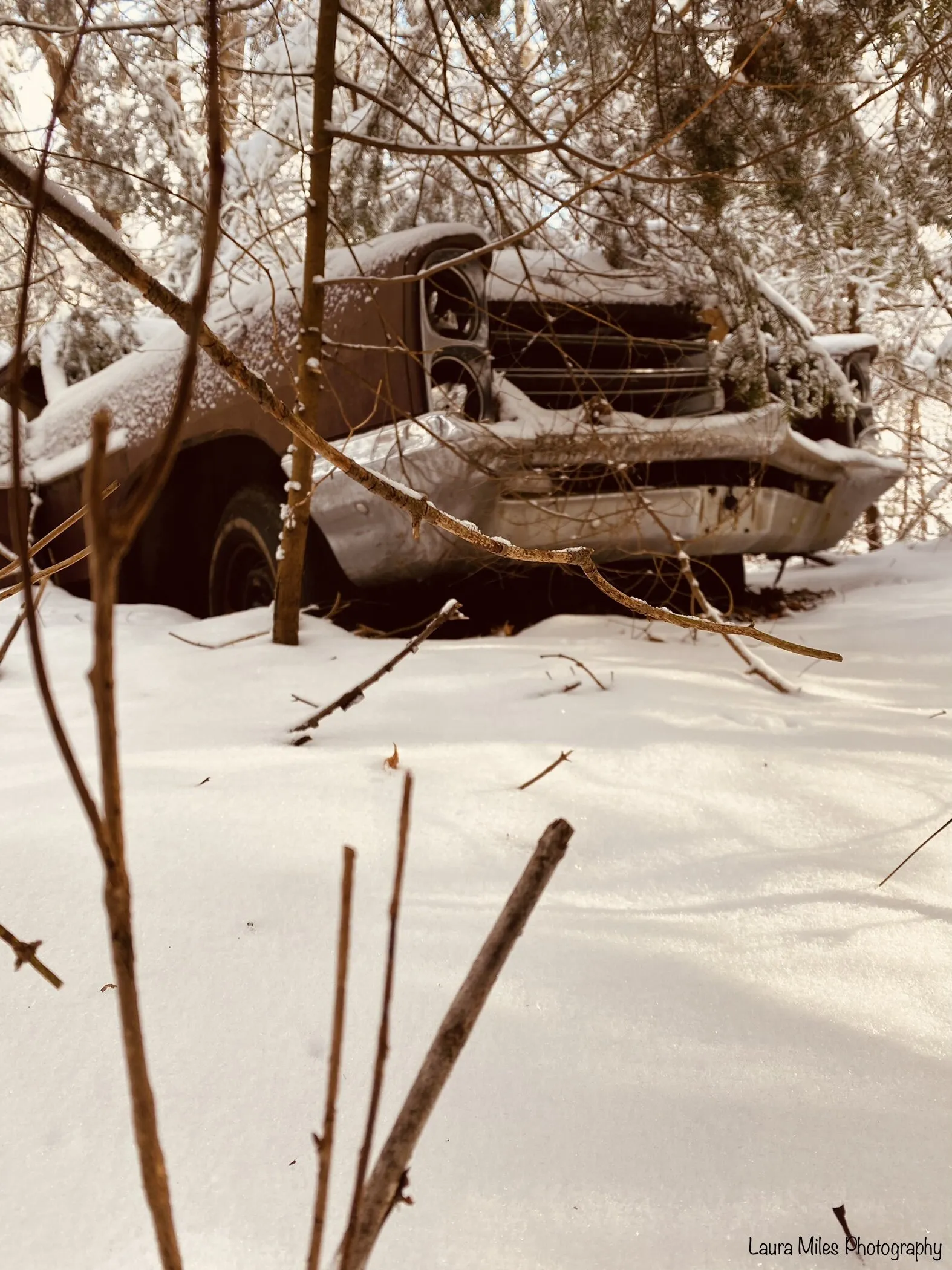 Banner image