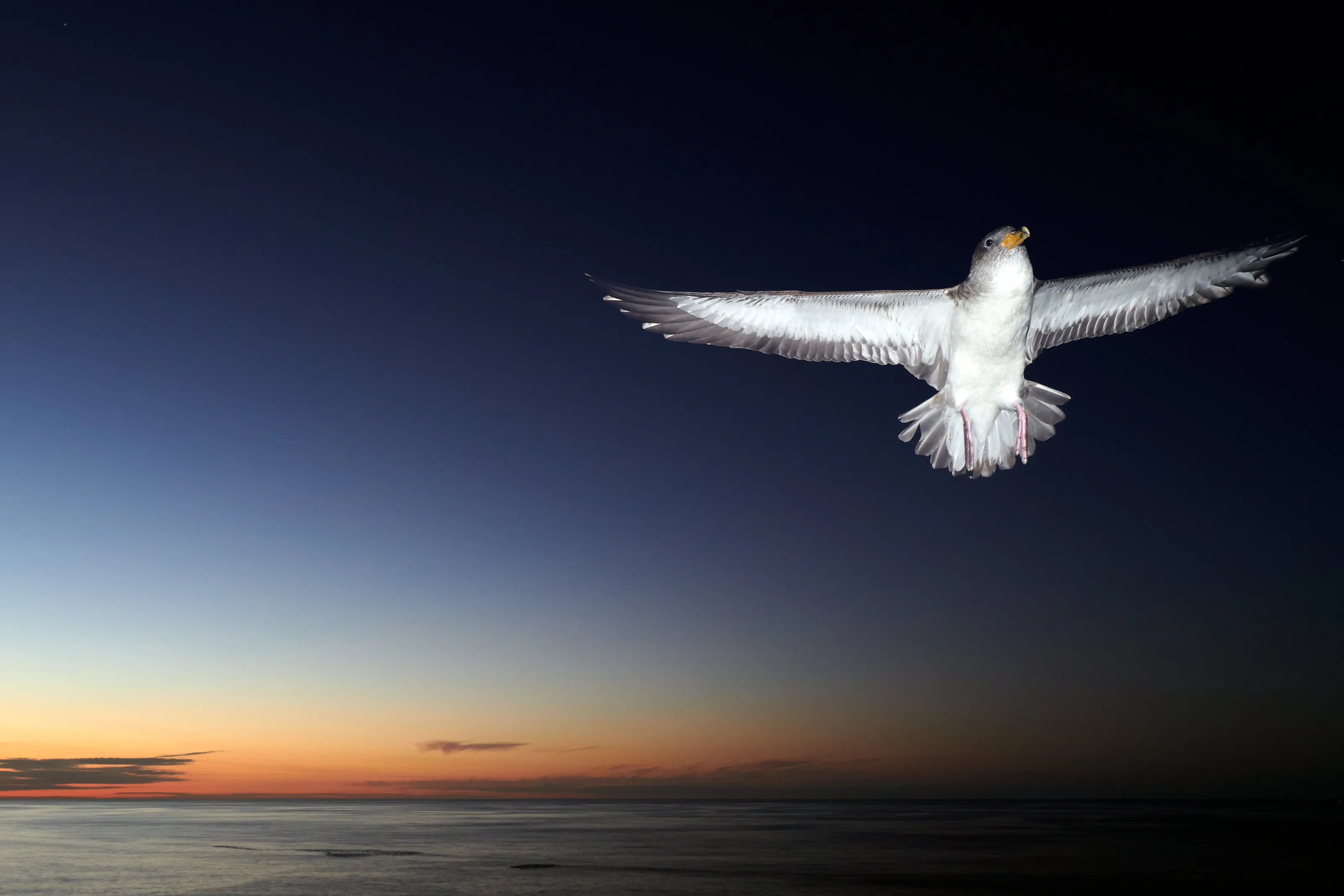 Shearwater At Sunset