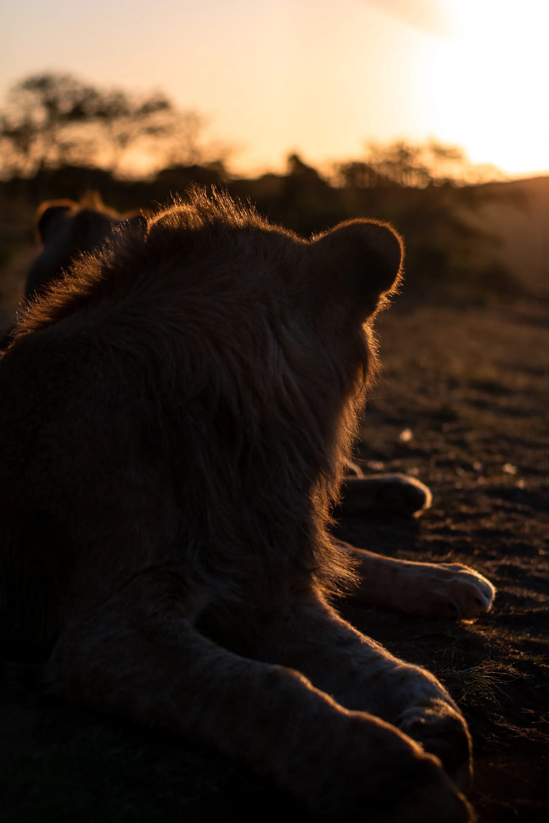 Brothers at Sunset