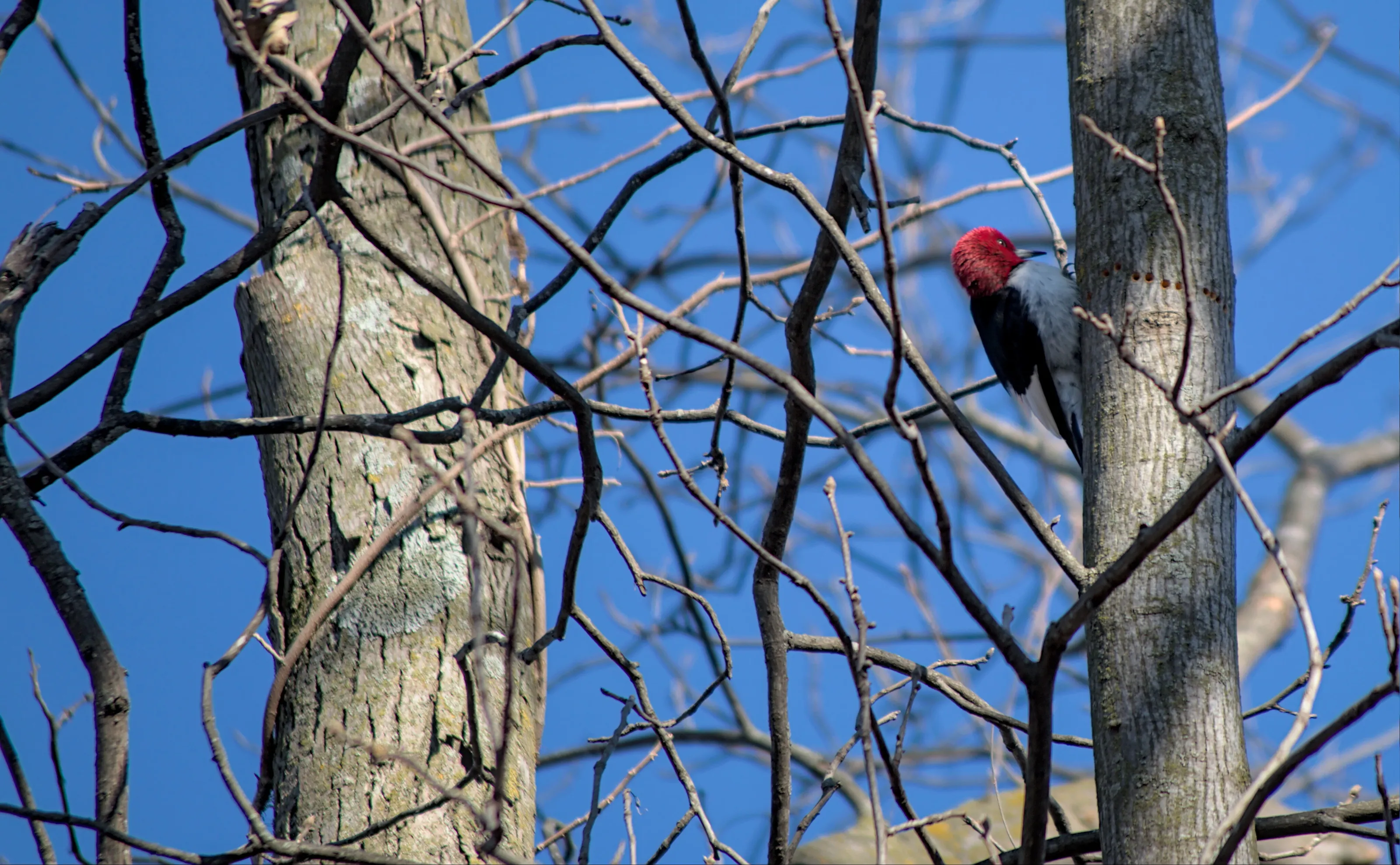 Woodpecker Life