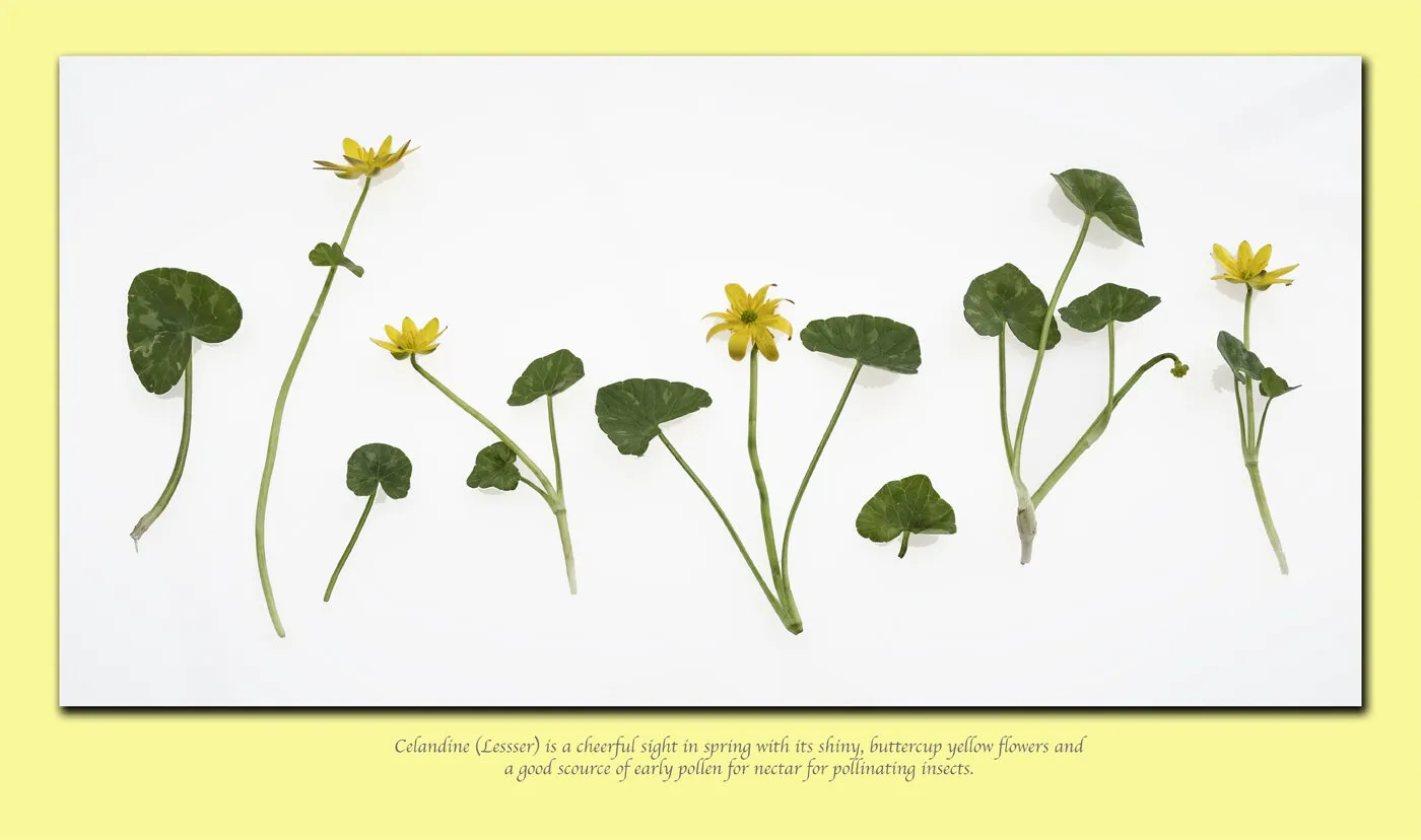 Lesser Celandine