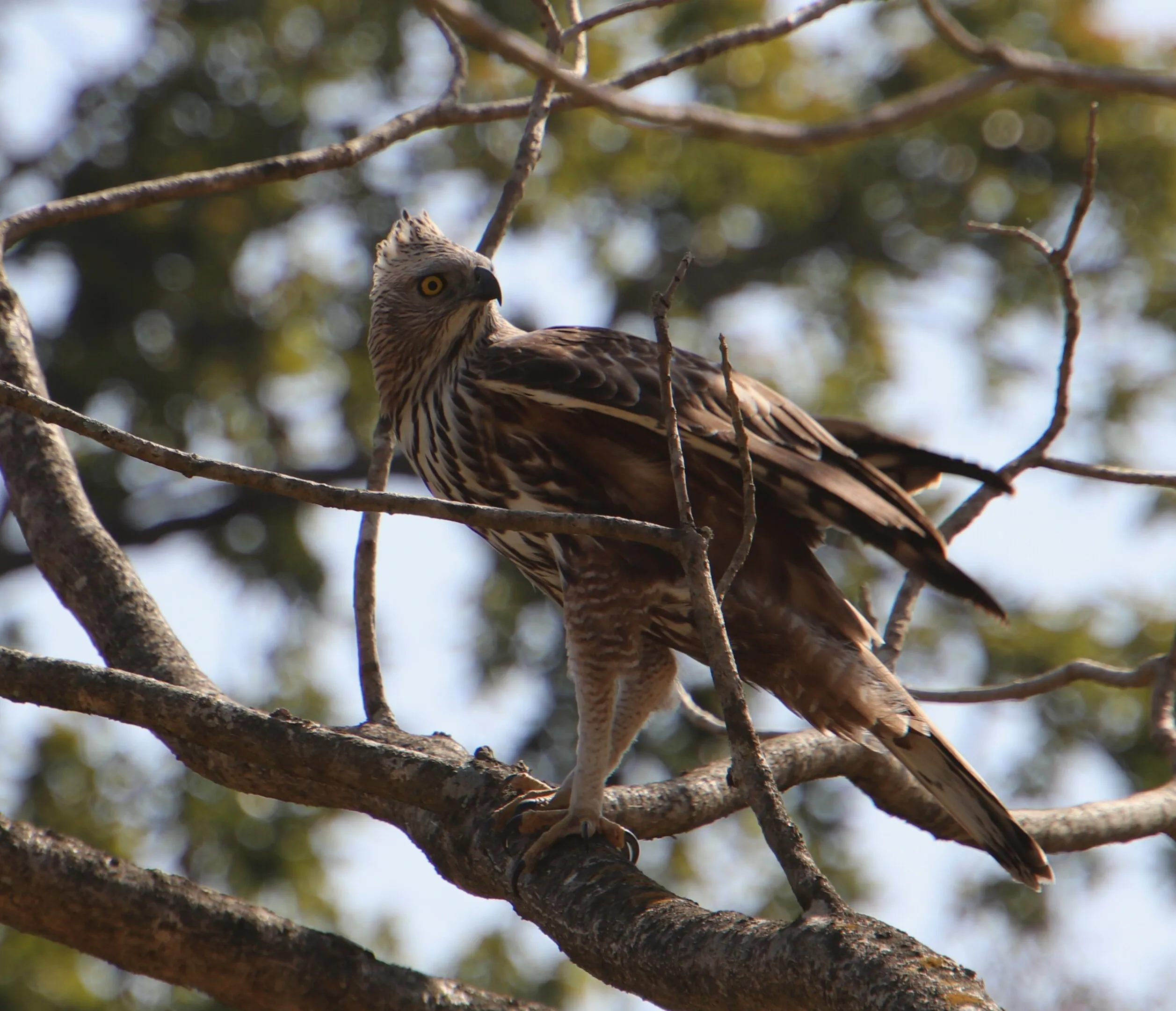 changeable hawk-eagle