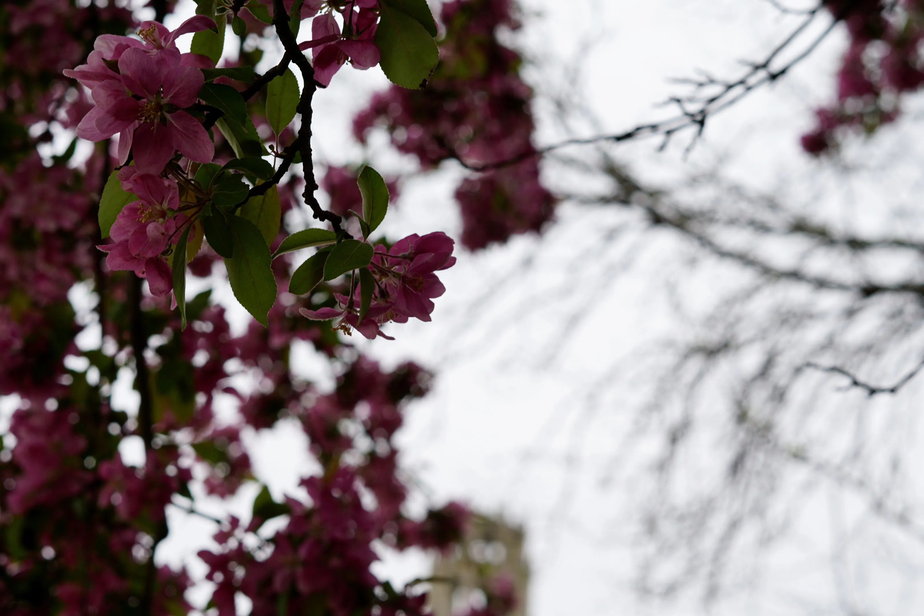 Cherry Blossom